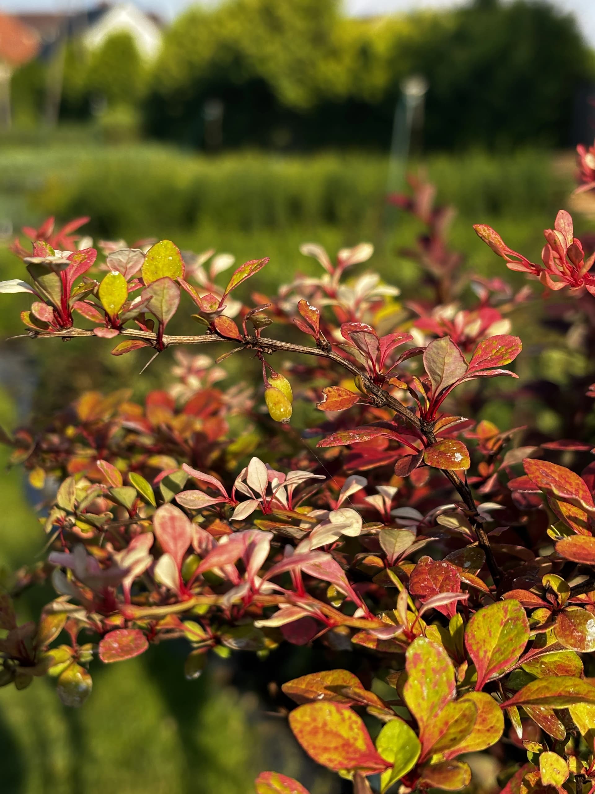 Berberys Natasza na pniu – Berberysy