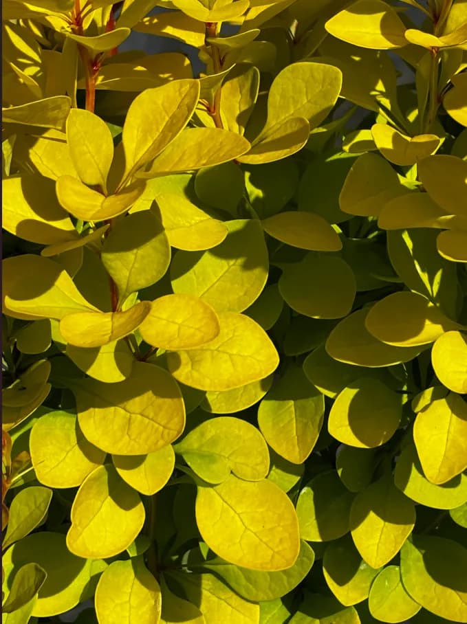 Berberys Thunberga Neon Gold (Berberis thunbergii 'Neon Gold' PBR), Berberysy z produkcji Świat Roślin, zdjęcie 3