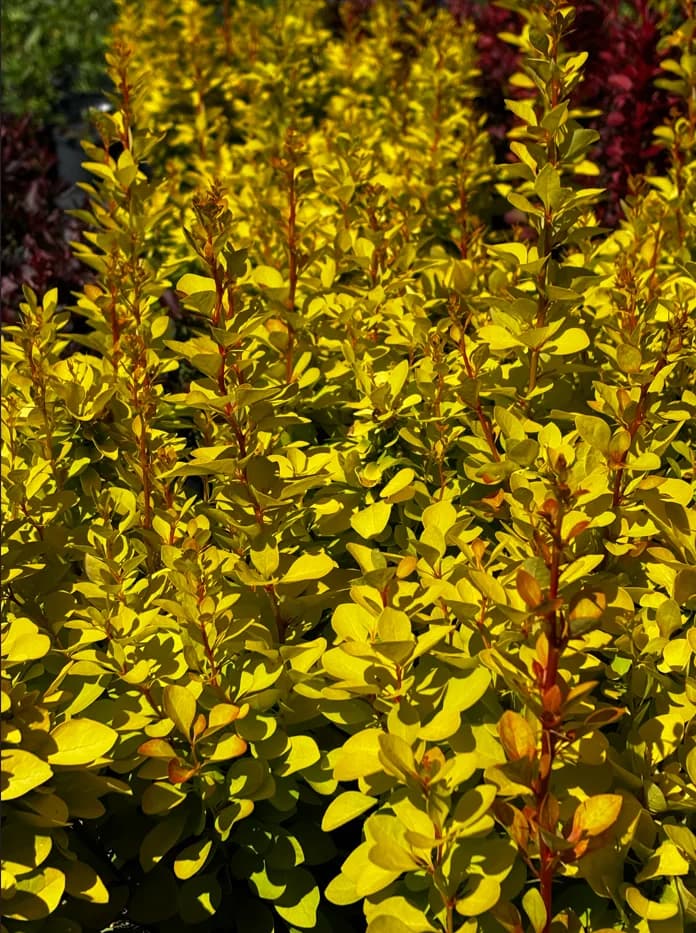 Berberys Thunberga Neon Gold z bliska