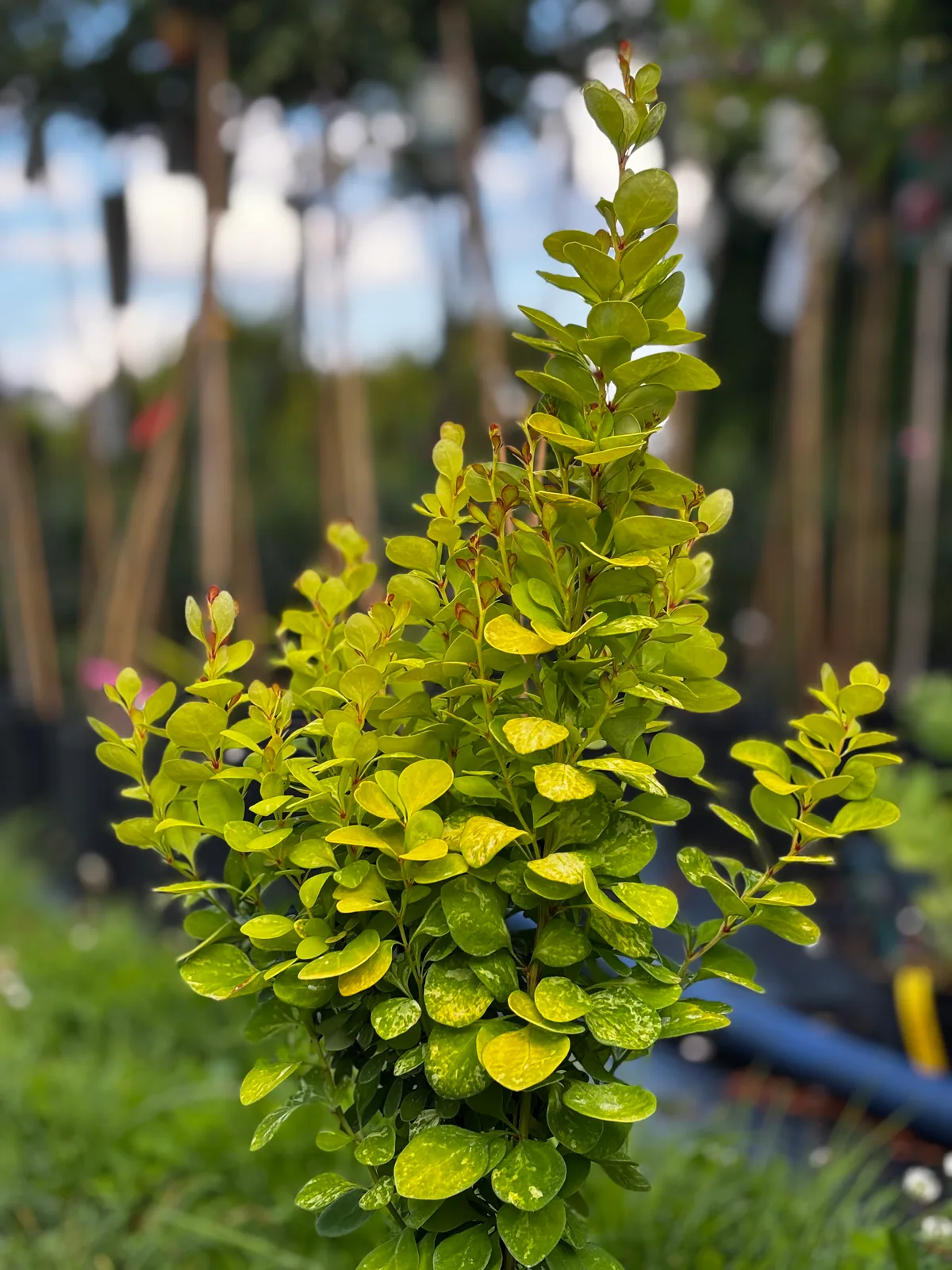 Berberys Thunberga Neon Gold (Berberis thunbergii 'Neon Gold' PBR), Berberysy z produkcji Świat Roślin, zdjęcie 1