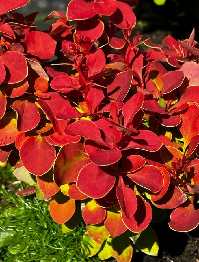 Berberys Thunberga Red Hot Chili z bliska