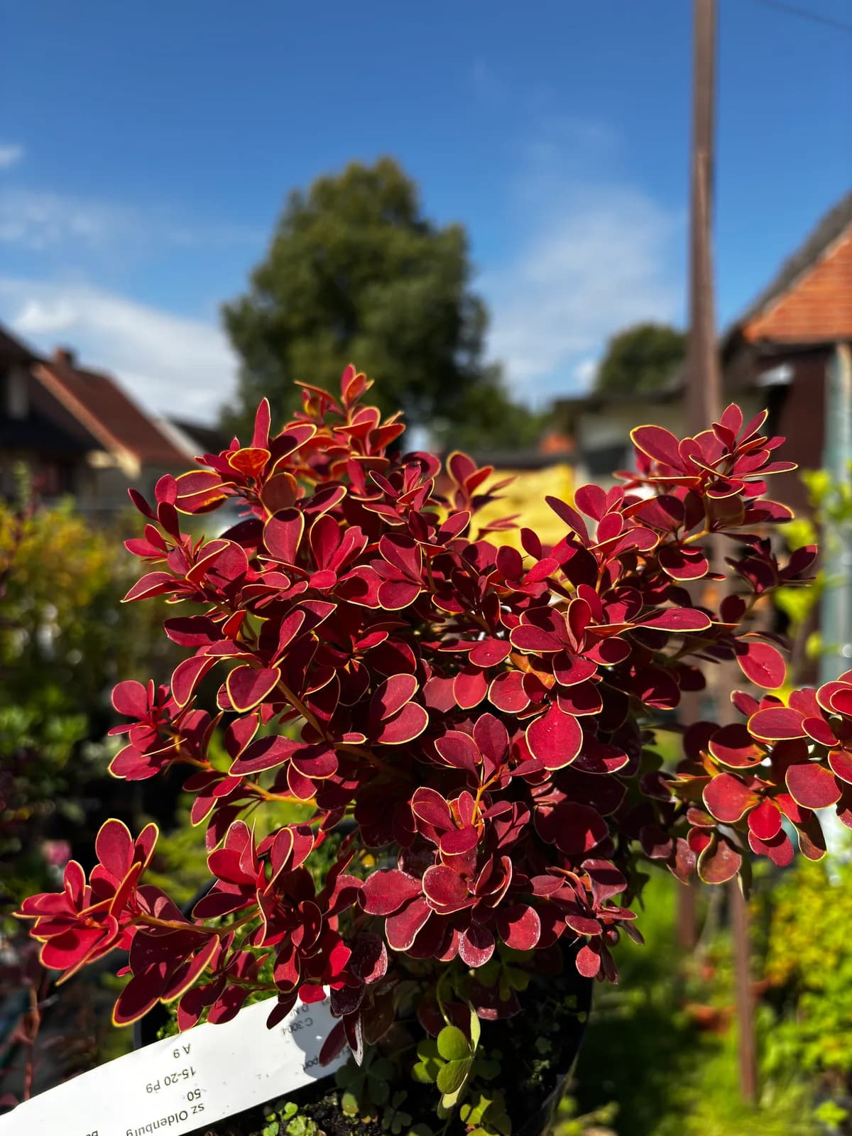 Berberys Thunberga Red Hot Chili – Berberysy