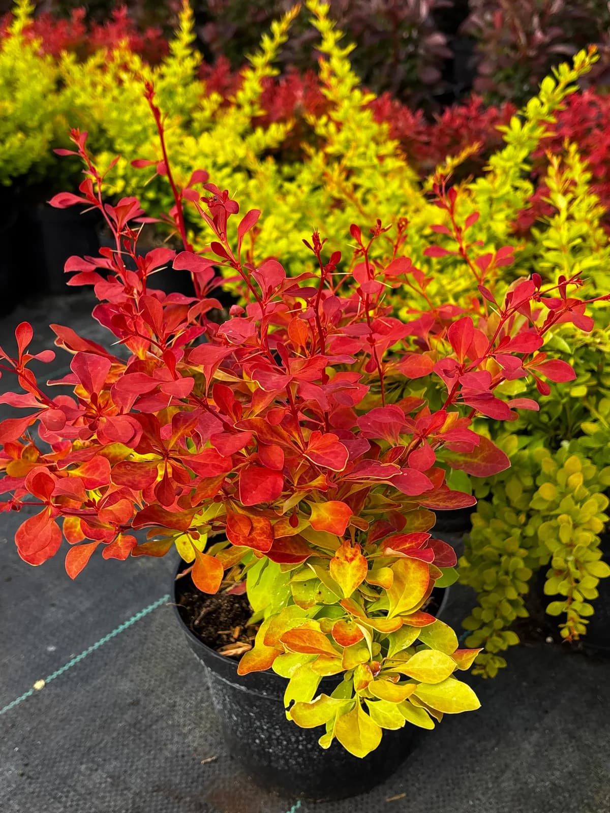 Berberys Thunberga Red Hot Chili (Berberis thunbergii 'Red Hot Chili' PBR), Berberysy z produkcji Świat Roślin, zdjęcie 1