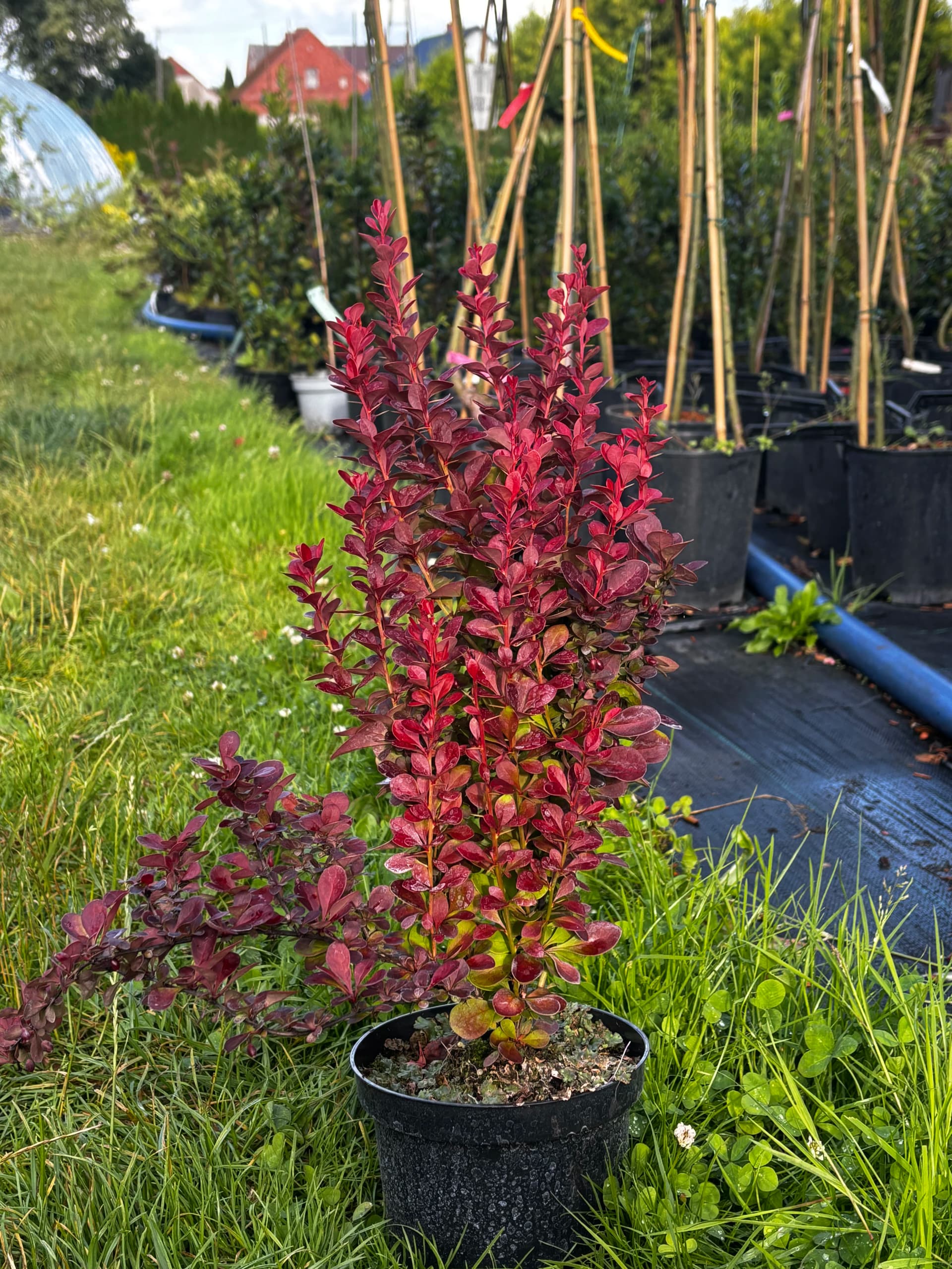 Berberys Thunberga Red Rocket (Berberis thunbergii 'Red Rocket'), Berberysy z produkcji Świat Roślin, zdjęcie 1