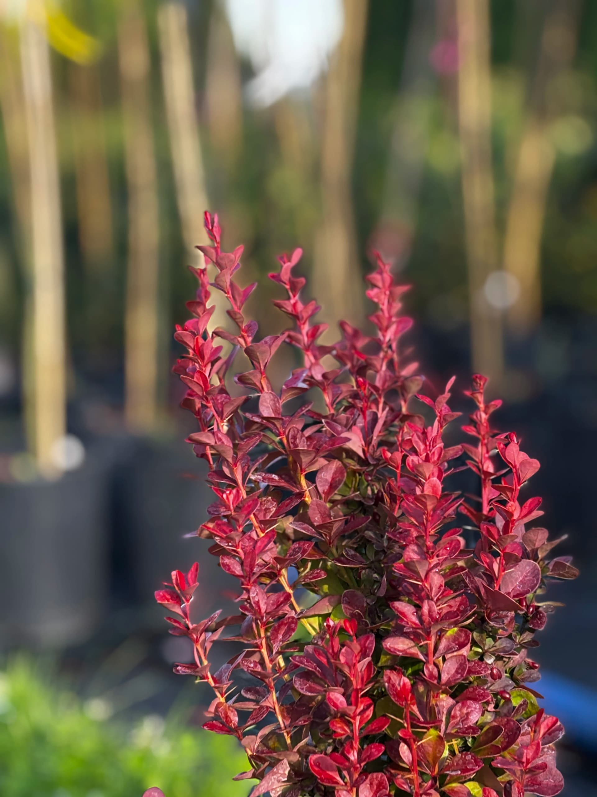 Berberys Thunberga Red Rocket z bliska