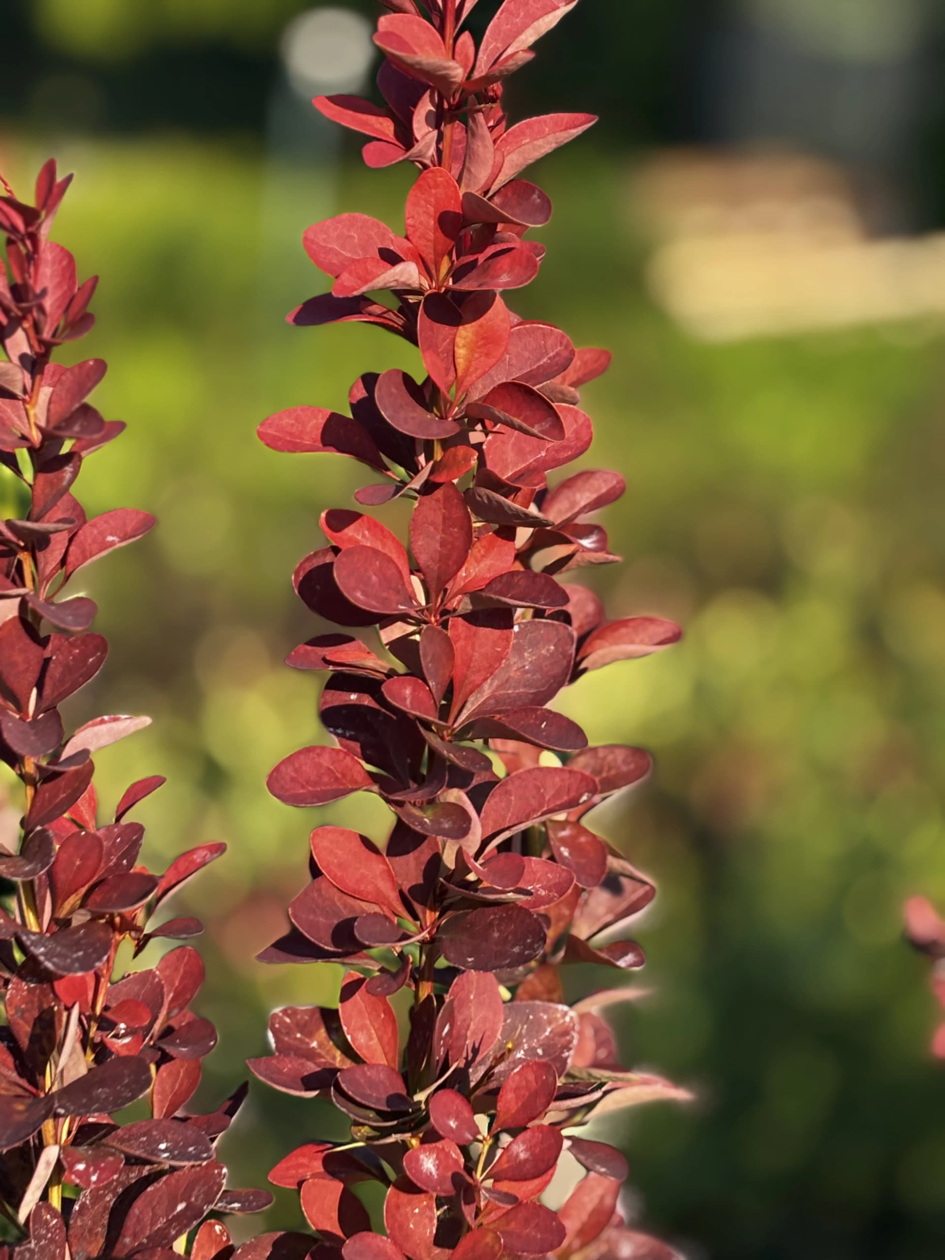 Pielęgnacja: Berberys Red Rocket na pniu