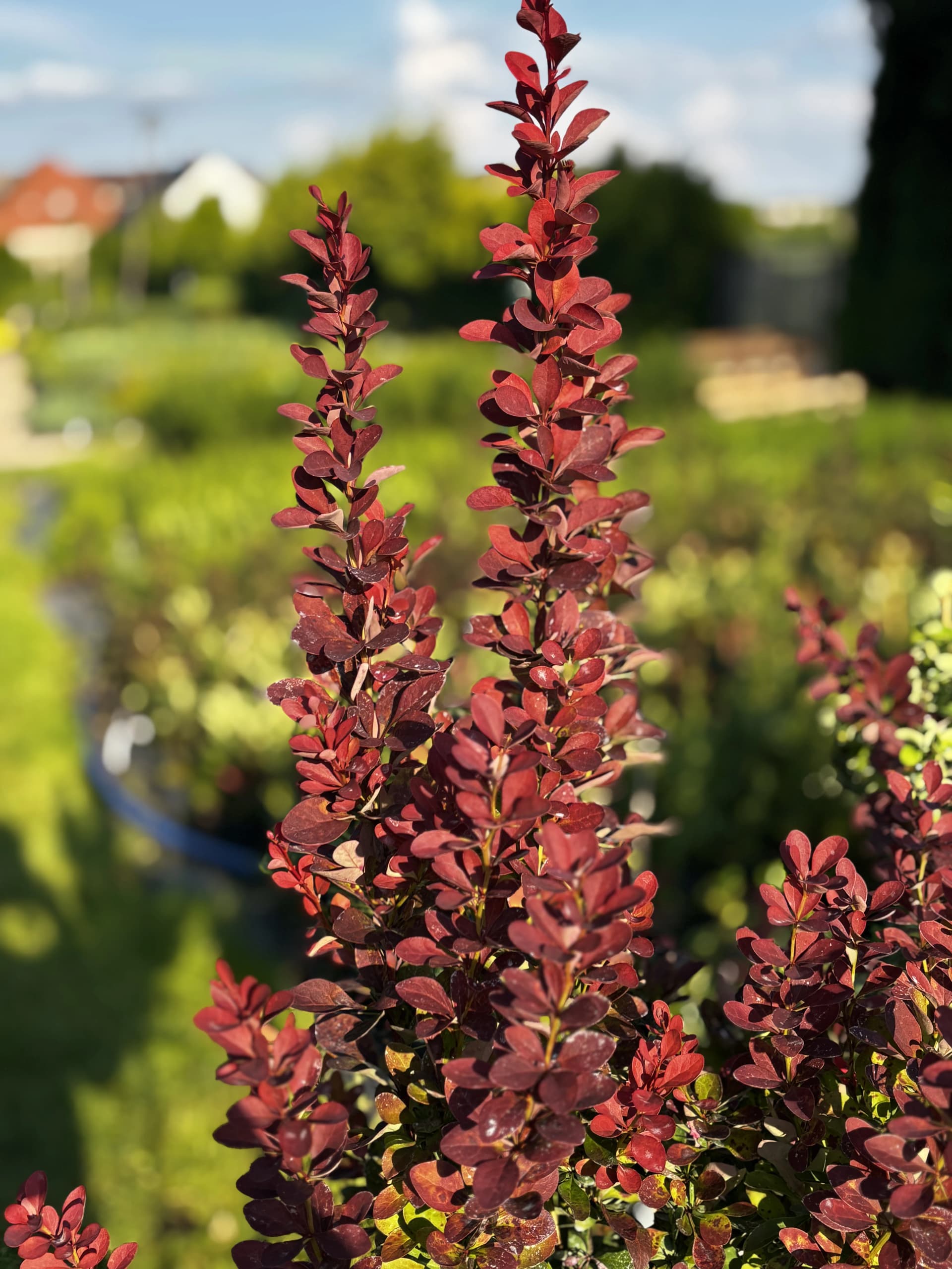 Berberys Red Rocket na pniu (Berberis thunbergii 'Red Rocket' (forma szczepiona na pniu)), Berberysy z produkcji Świat Roślin, zdjęcie 3