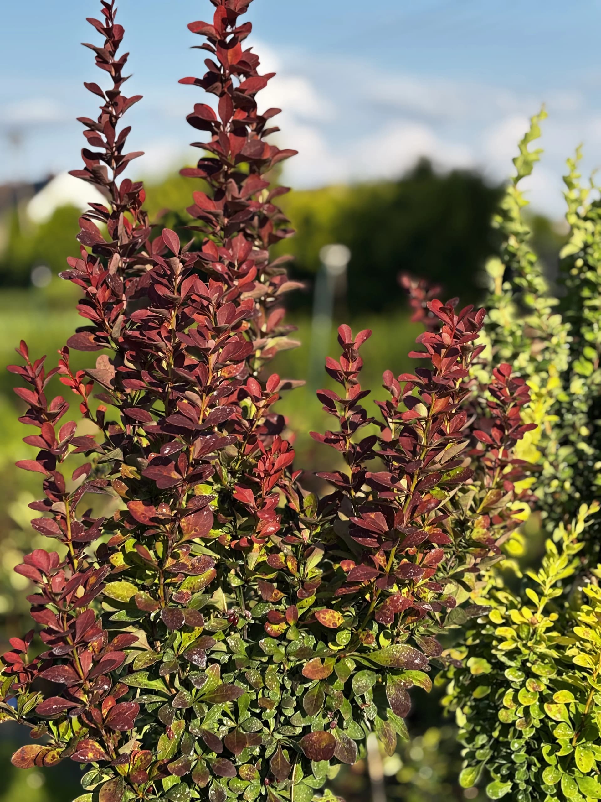 Berberys Red Rocket na pniu – Berberysy