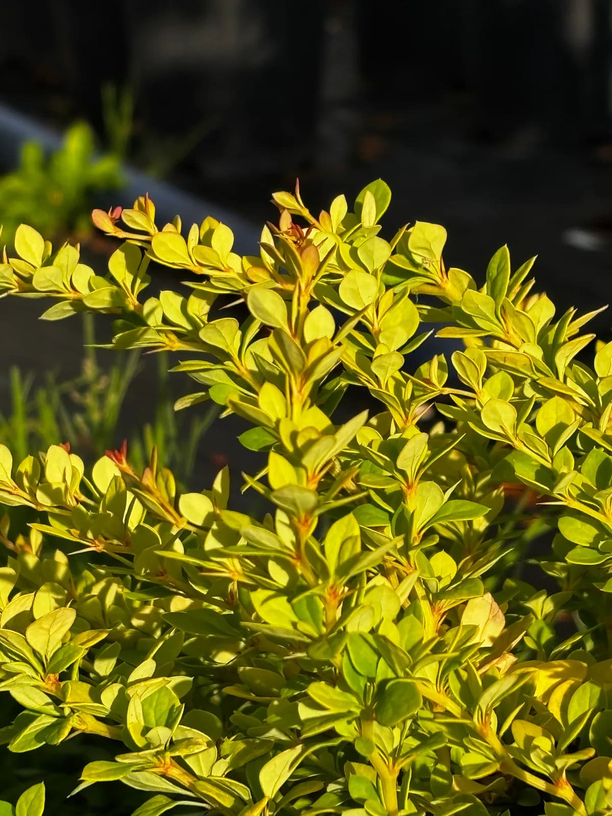 Berberys Thunberga Sunsation z bliska