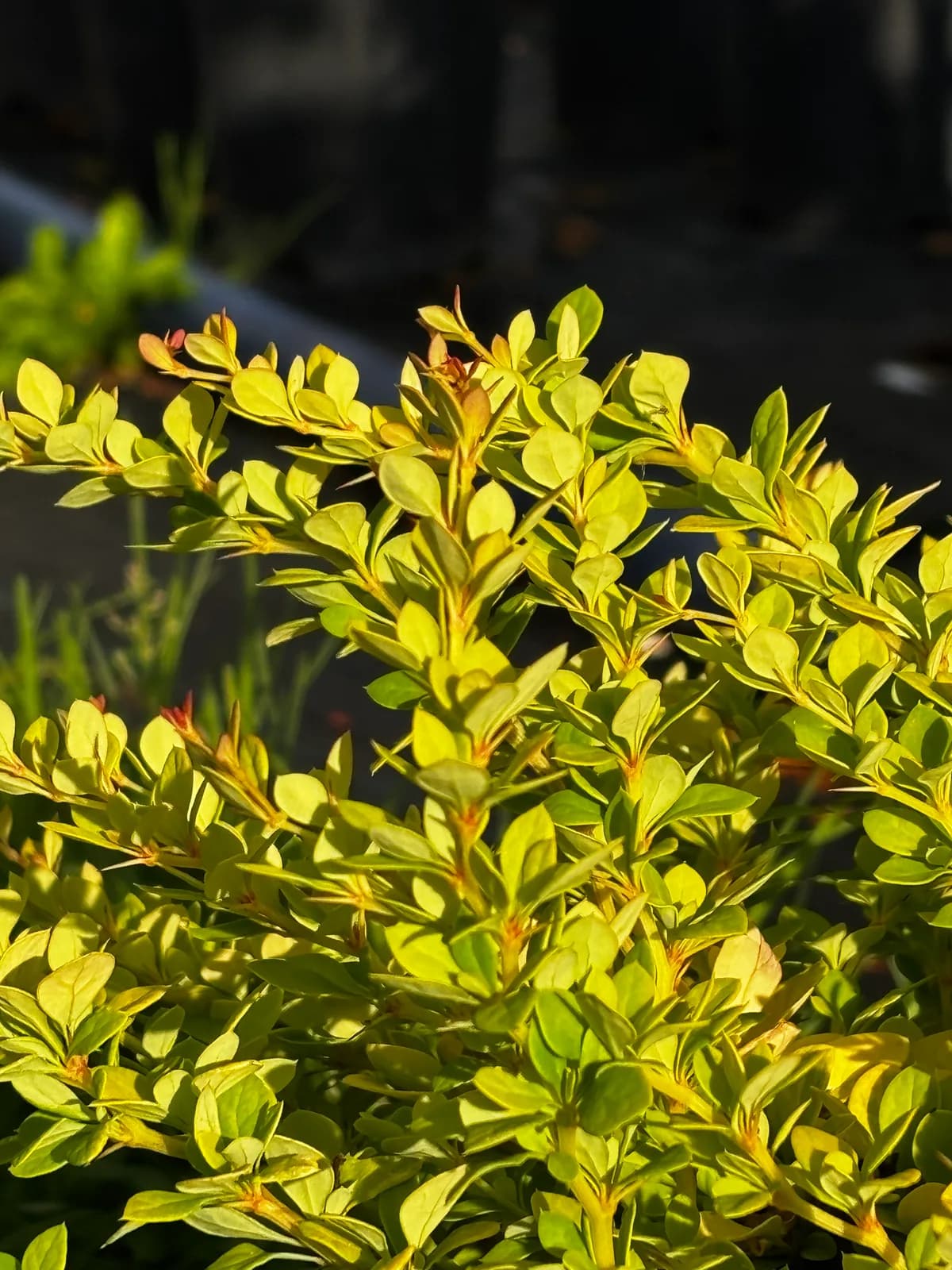 Berberys Thunberga Sunsation (Berberis thunbergii 'Sunsation' ('Monry')), Berberysy z produkcji Świat Roślin, zdjęcie 3
