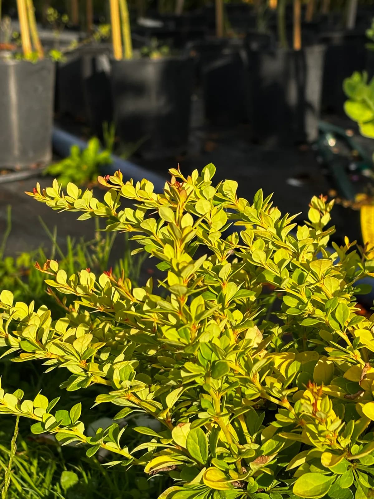 Pielęgnacja: Berberys Thunberga Sunsation