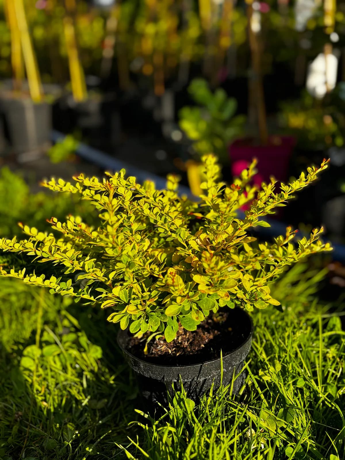 Berberys Thunberga Sunsation (Berberis thunbergii 'Sunsation' ('Monry')), Berberysy z produkcji Świat Roślin, zdjęcie 1