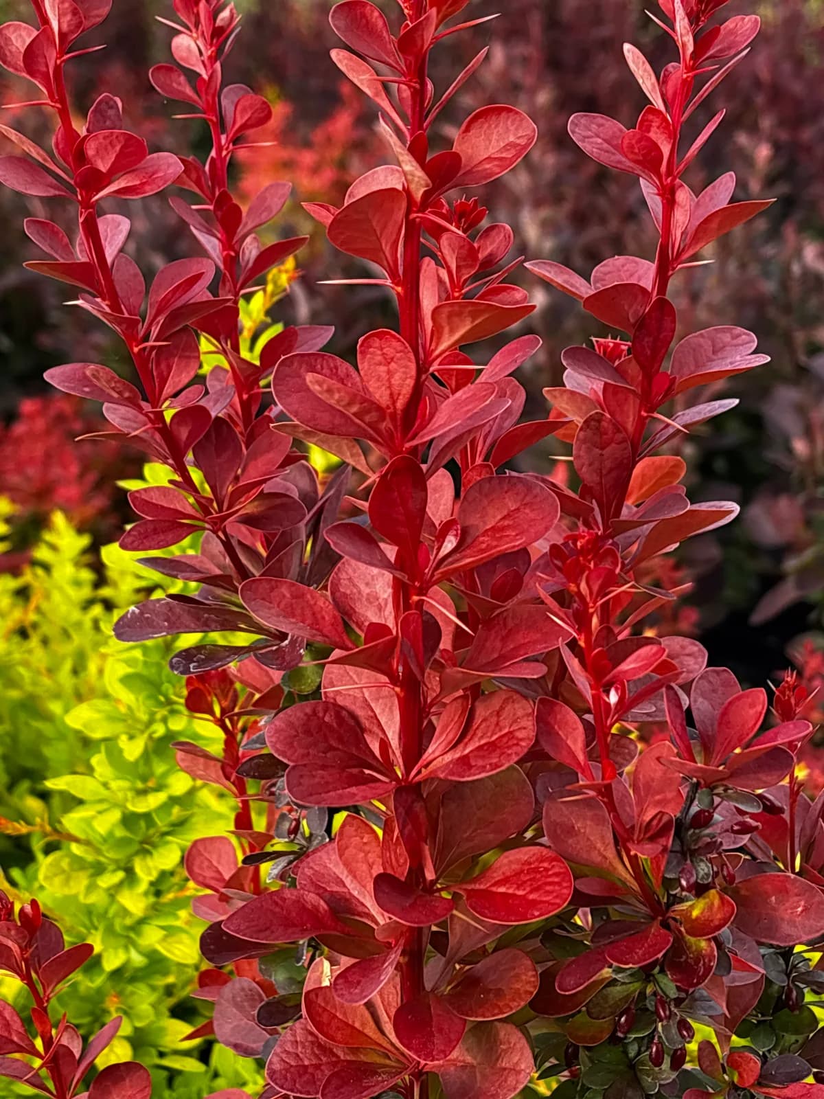 Berberys Thunberga Volcano z bliska