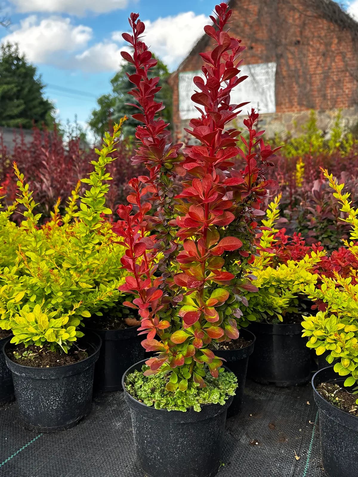 Berberys Thunberga Volcano (Berberis thunbergii VULCANO 'Volcano' PBR), Berberysy z produkcji Świat Roślin, zdjęcie 1