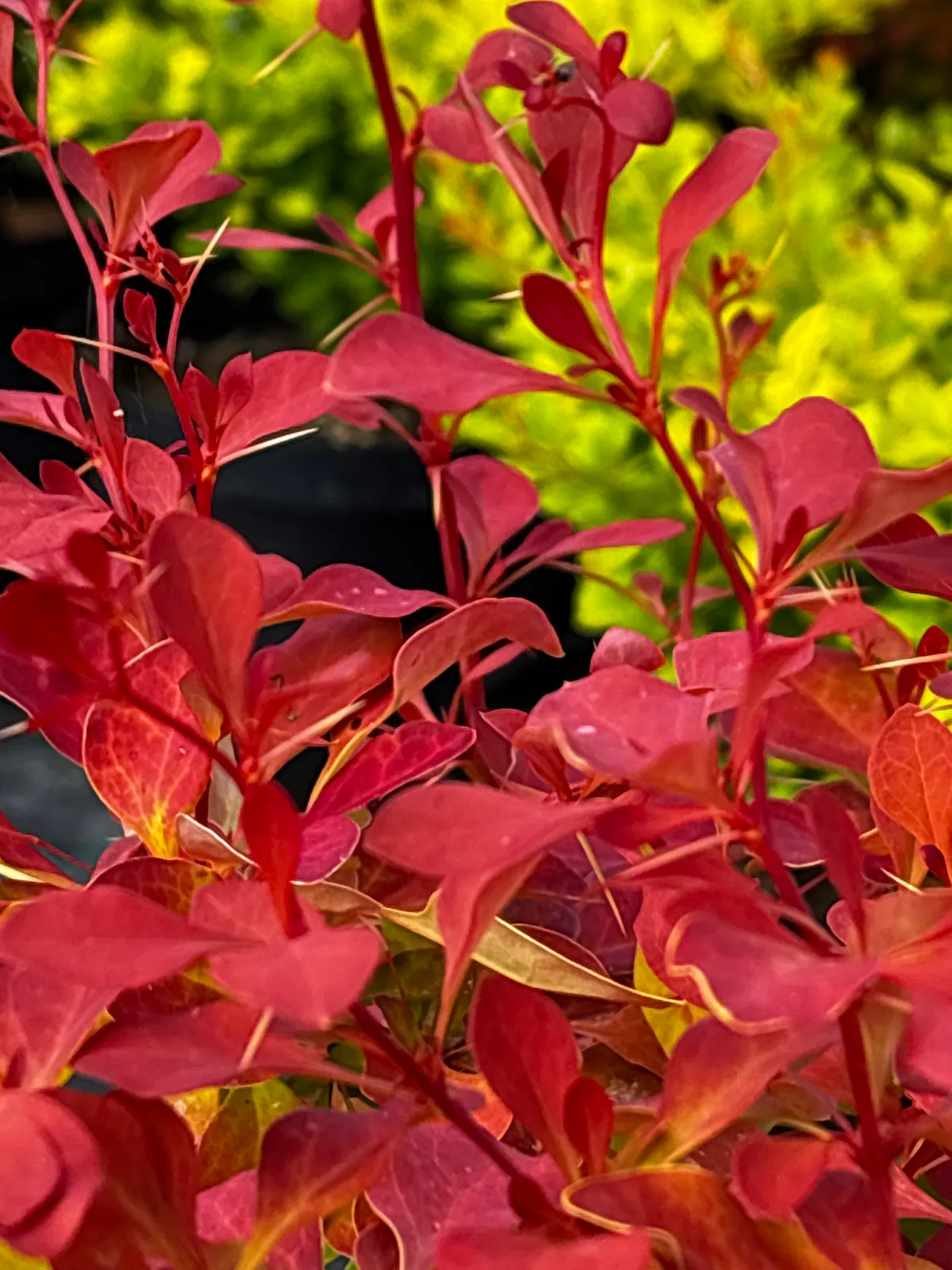 Berberys Thunberga Volcano (Berberis thunbergii VULCANO 'Volcano' PBR), Berberysy z produkcji Świat Roślin, zdjęcie 3