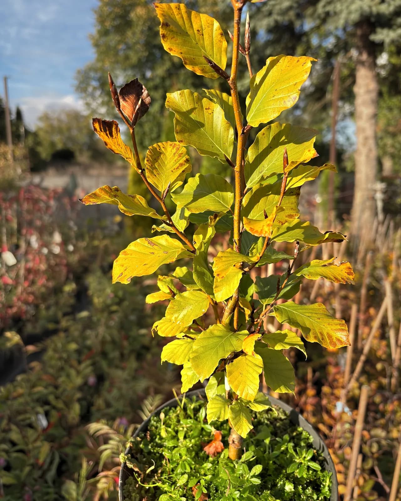 Buk pospolity Dawyck Gold (Fagus sylvatica 'Dawyck Gold'), Drzewa ozdobne z produkcji Świat Roślin, zdjęcie 3