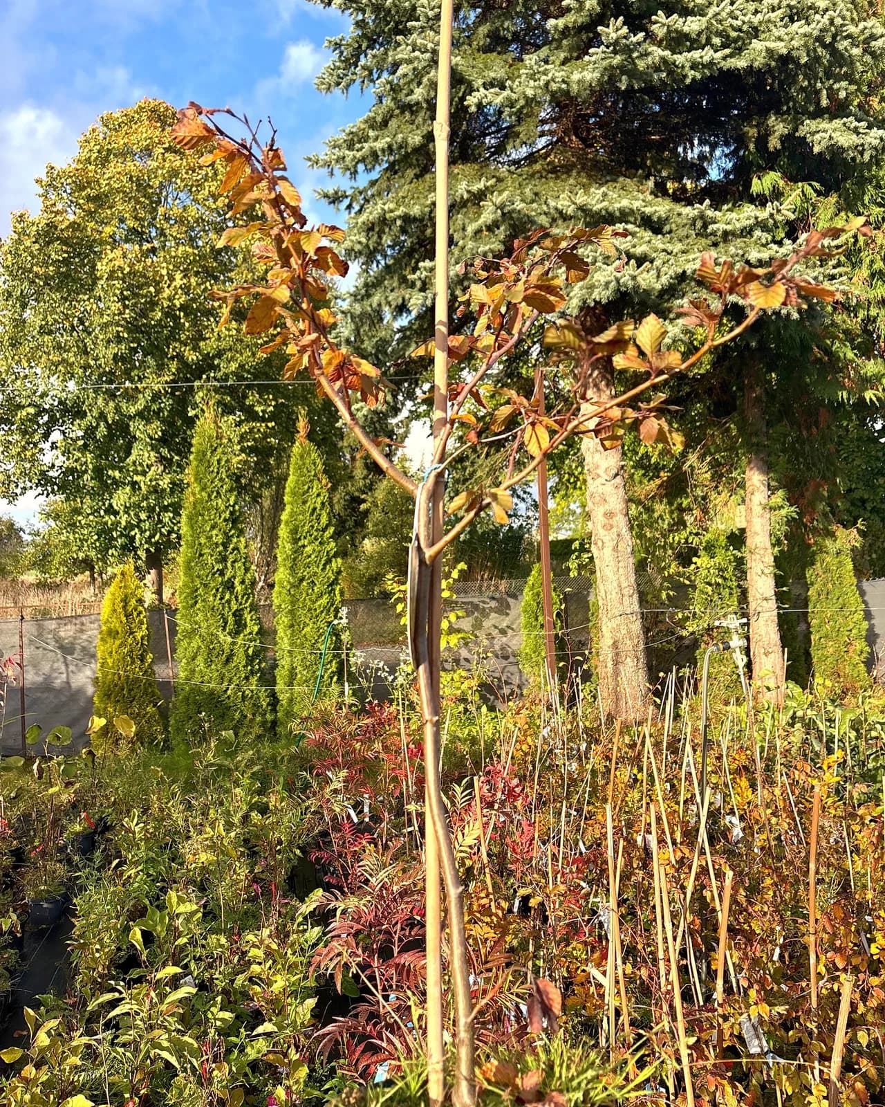 Buk pospolity Dawyck Purple (Fagus sylvatica 'Dawyck Purple'), Drzewa ozdobne z produkcji Świat Roślin, zdjęcie 1