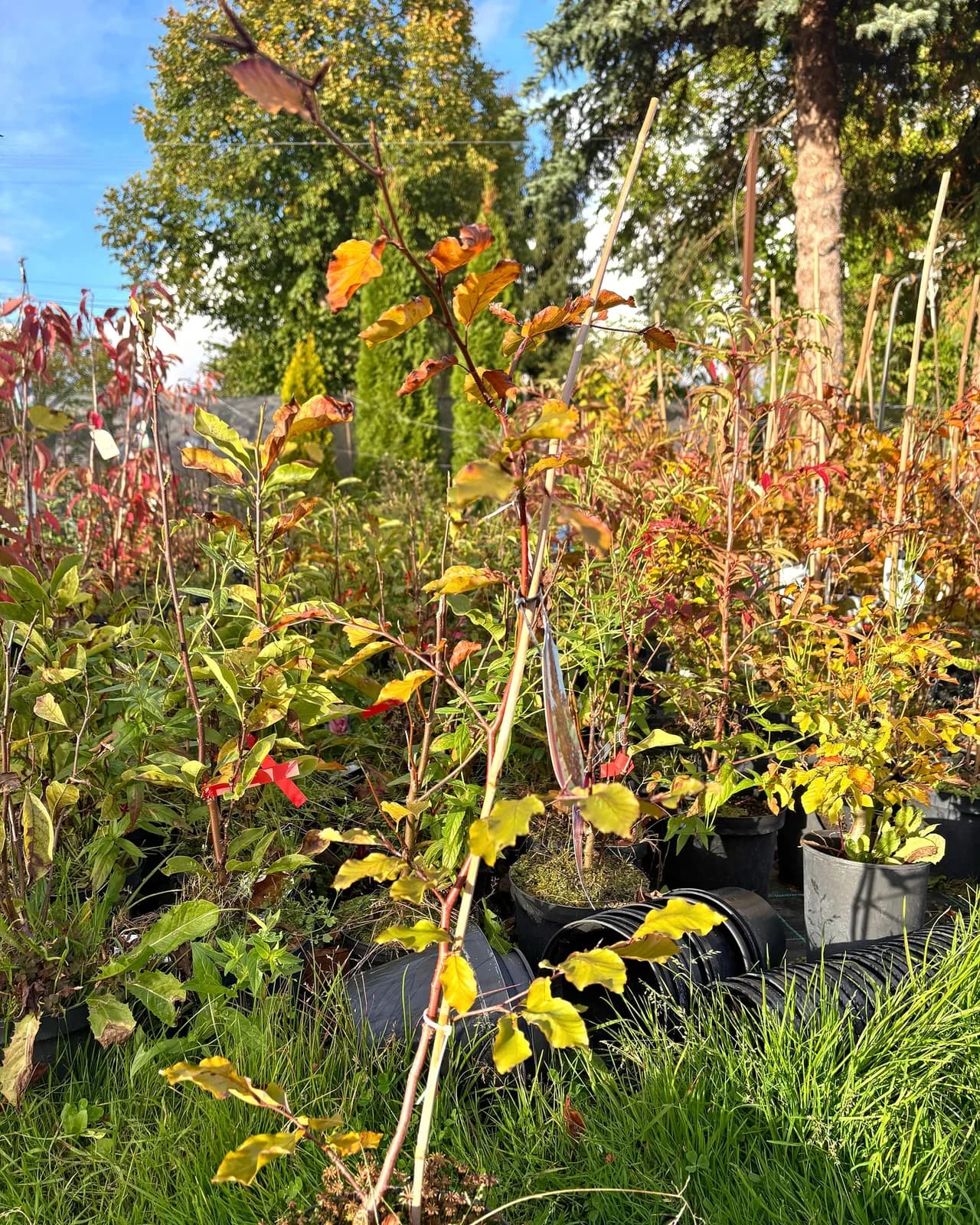 Buk pospolity Dawyck Purple (Fagus sylvatica 'Dawyck Purple'), Drzewa ozdobne z produkcji Świat Roślin, zdjęcie 6