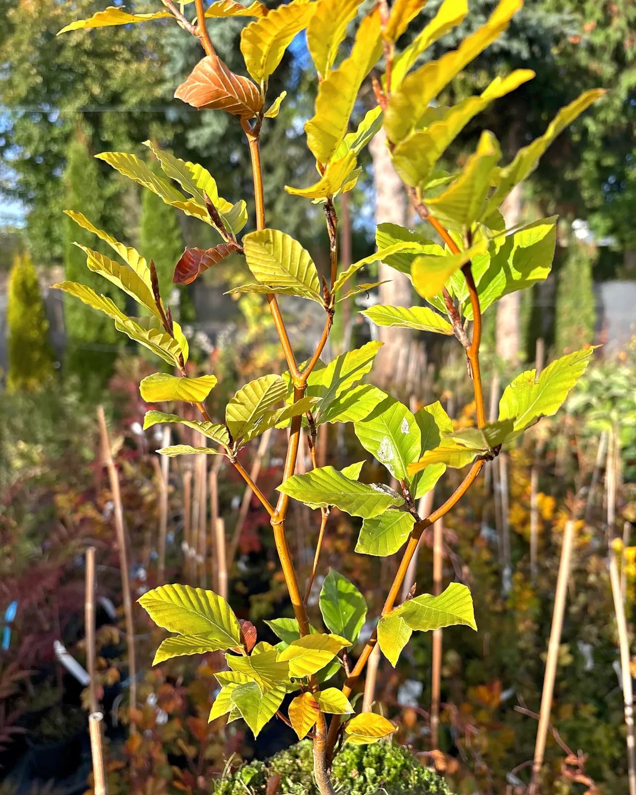 Buk wschodni Iskander (Fagus orientalis 'Iskander'), Drzewa ozdobne z produkcji Świat Roślin, zdjęcie 3