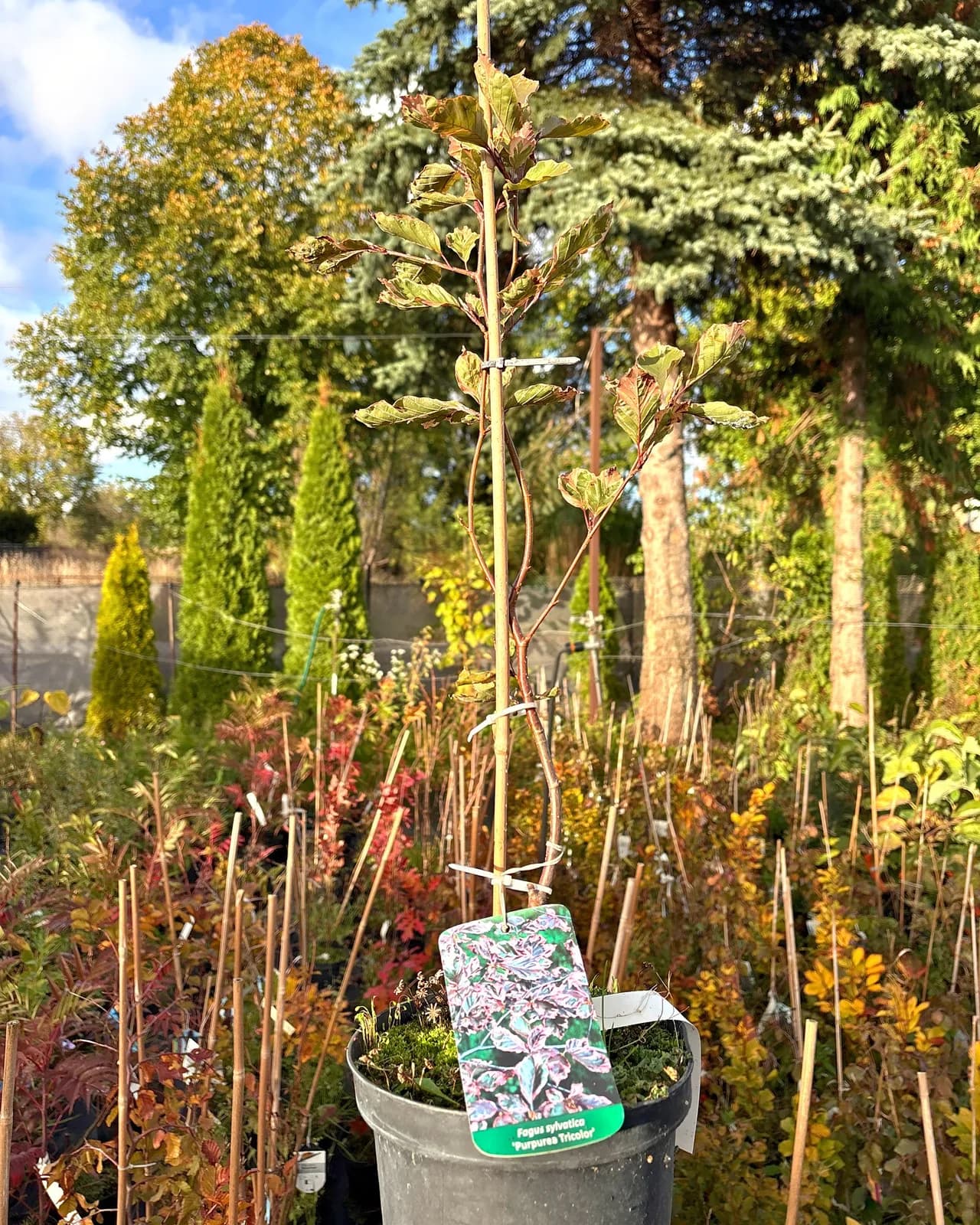 Buk pospolity Purpurea Tricolor (Fagus sylvatica 'Purpurea Tricolor'), Drzewa ozdobne z produkcji Świat Roślin, zdjęcie 3