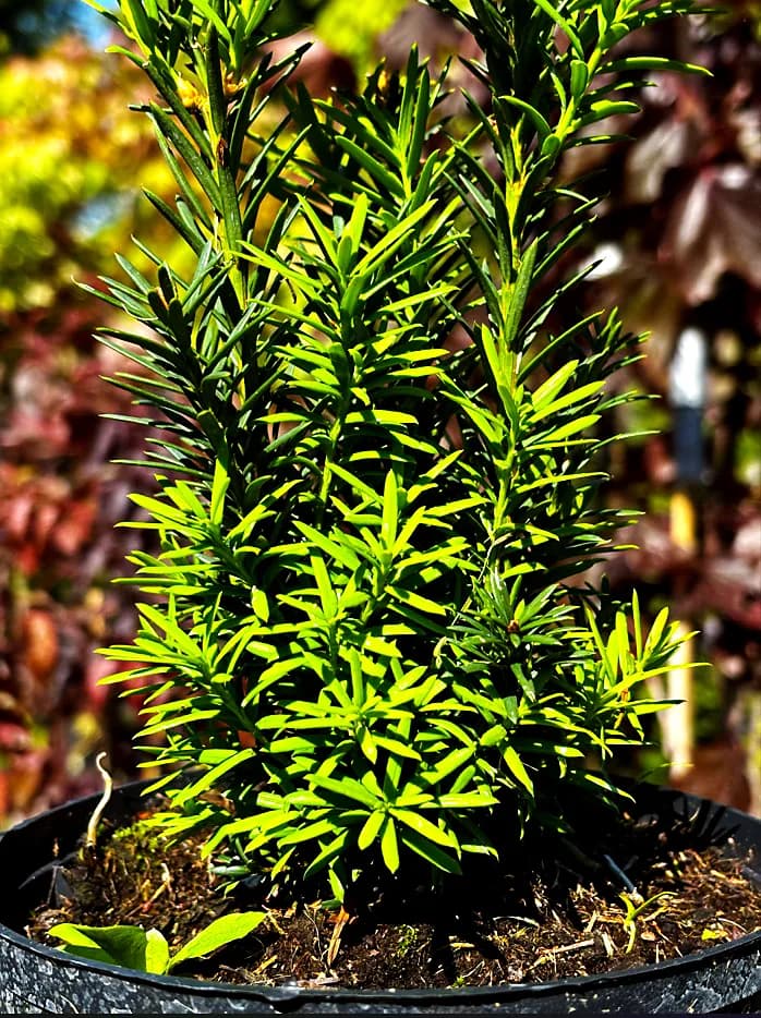 Cis Hicksii (Taxus × media 'Hicksii'), Żywopłoty z produkcji Świat Roślin, zdjęcie 1