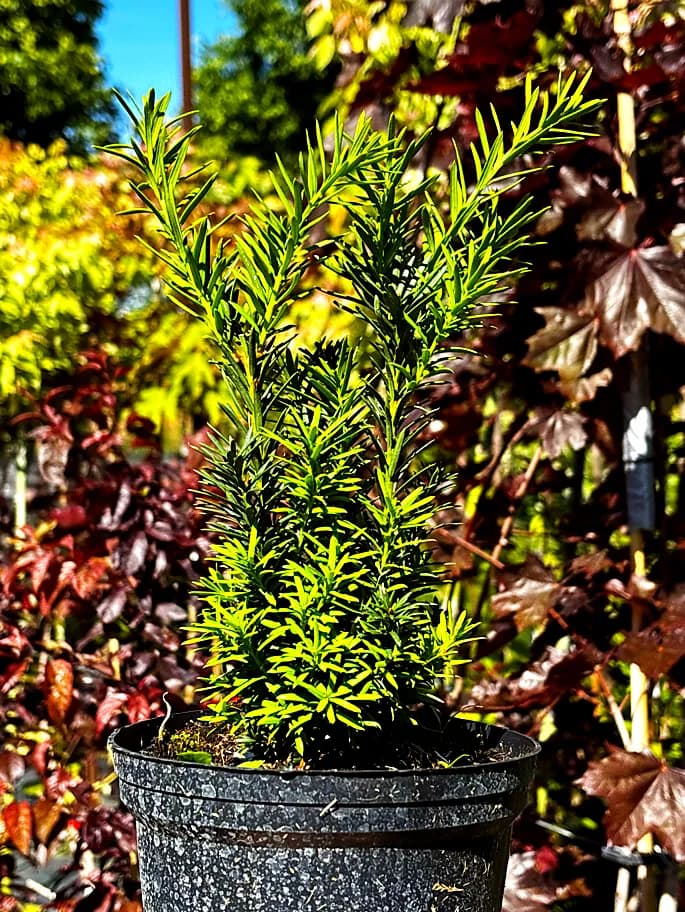 Cis Hicksii (Taxus × media 'Hicksii'), Żywopłoty z produkcji Świat Roślin, zdjęcie 3