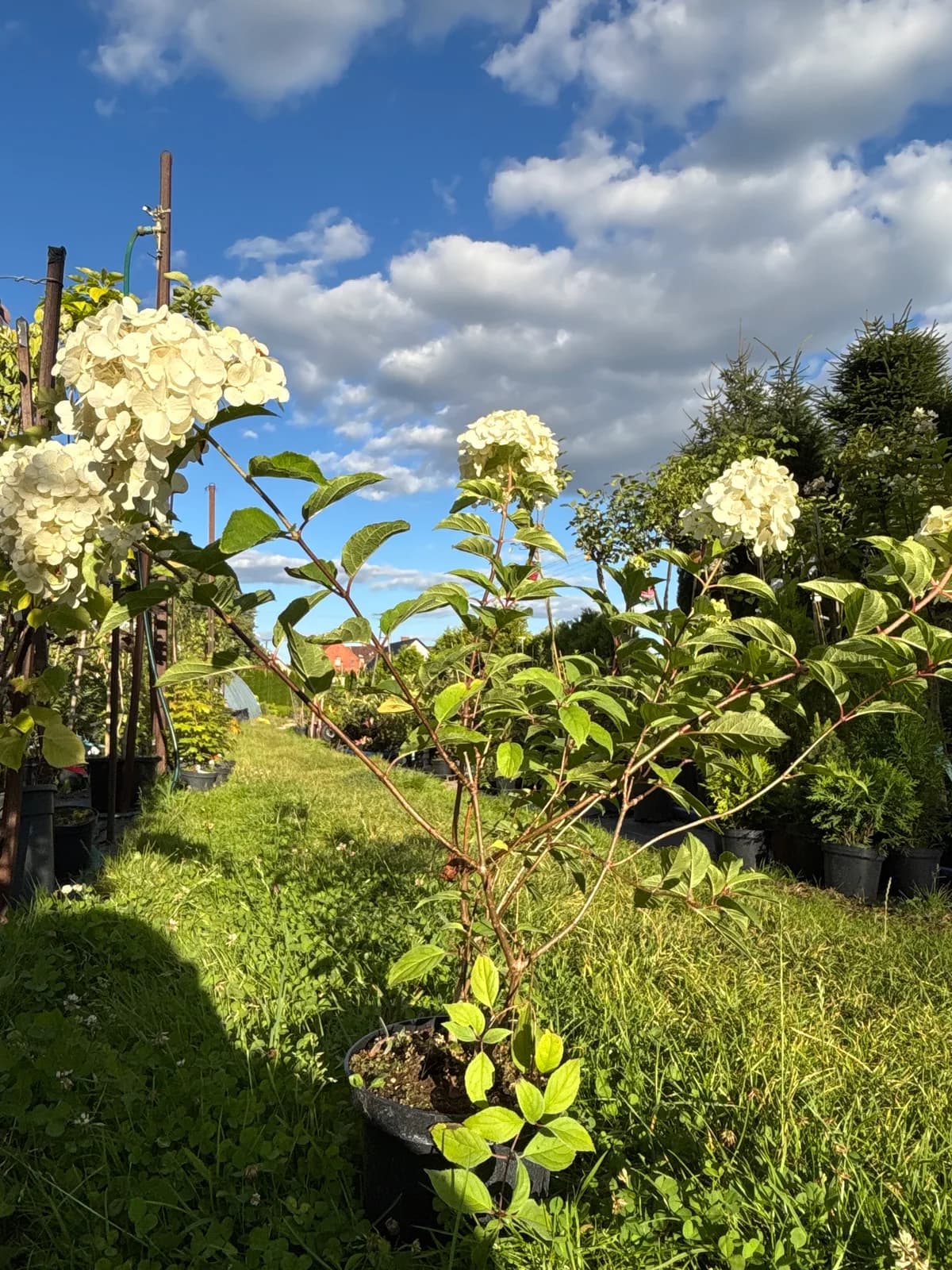 Hortensja bukietowa Diamantino (Hydrangea paniculata DIAMANTINO 'Ren101' PBR), Hortensje z produkcji Świat Roślin, zdjęcie 3