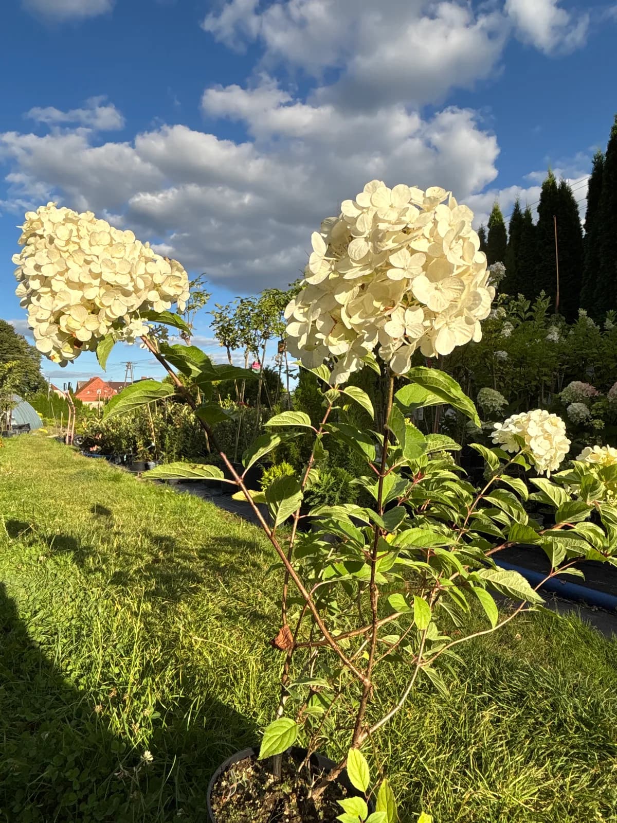 Hortensja bukietowa Diamantino z bliska