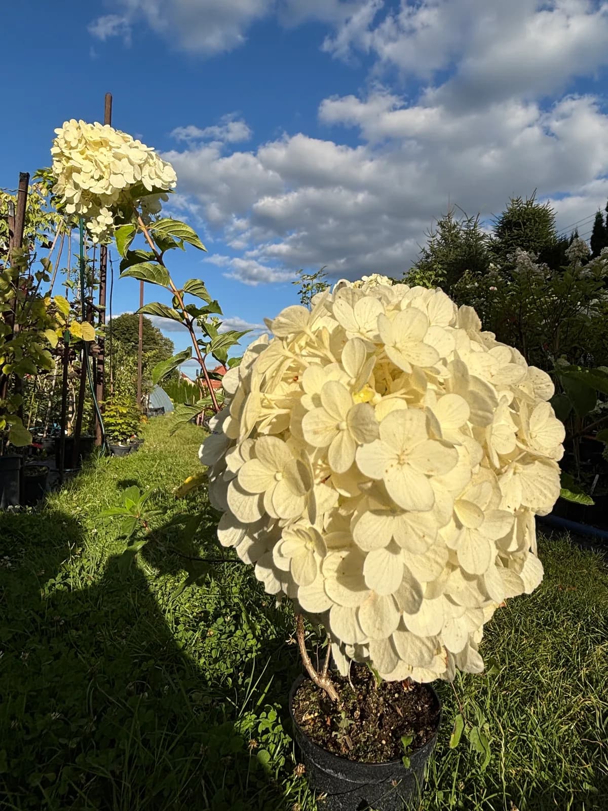 Hortensja bukietowa Diamantino (Hydrangea paniculata DIAMANTINO 'Ren101' PBR), Hortensje z produkcji Świat Roślin, zdjęcie 10