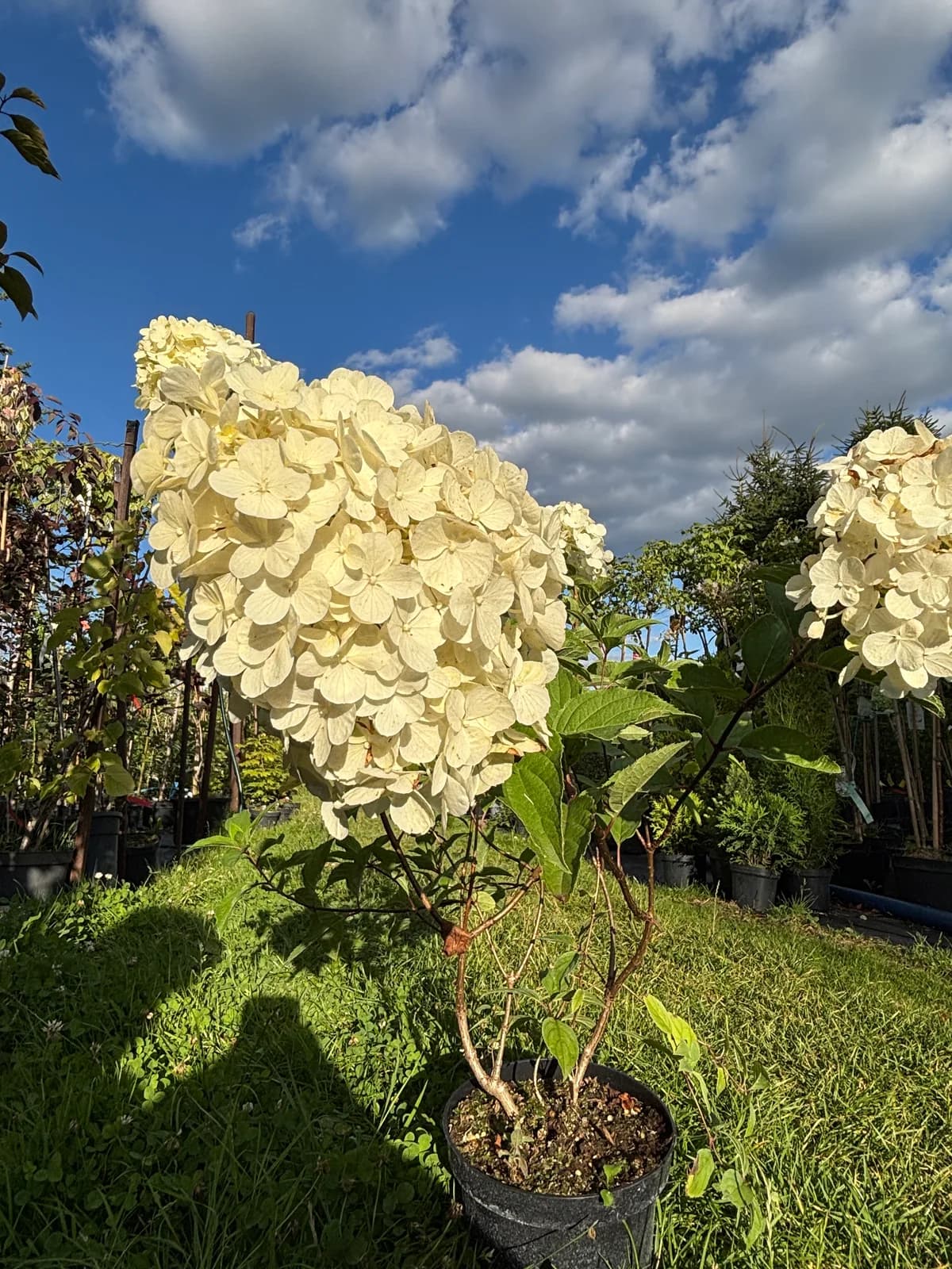 Hortensja bukietowa Diamantino (Hydrangea paniculata DIAMANTINO 'Ren101' PBR), Hortensje z produkcji Świat Roślin, zdjęcie 8
