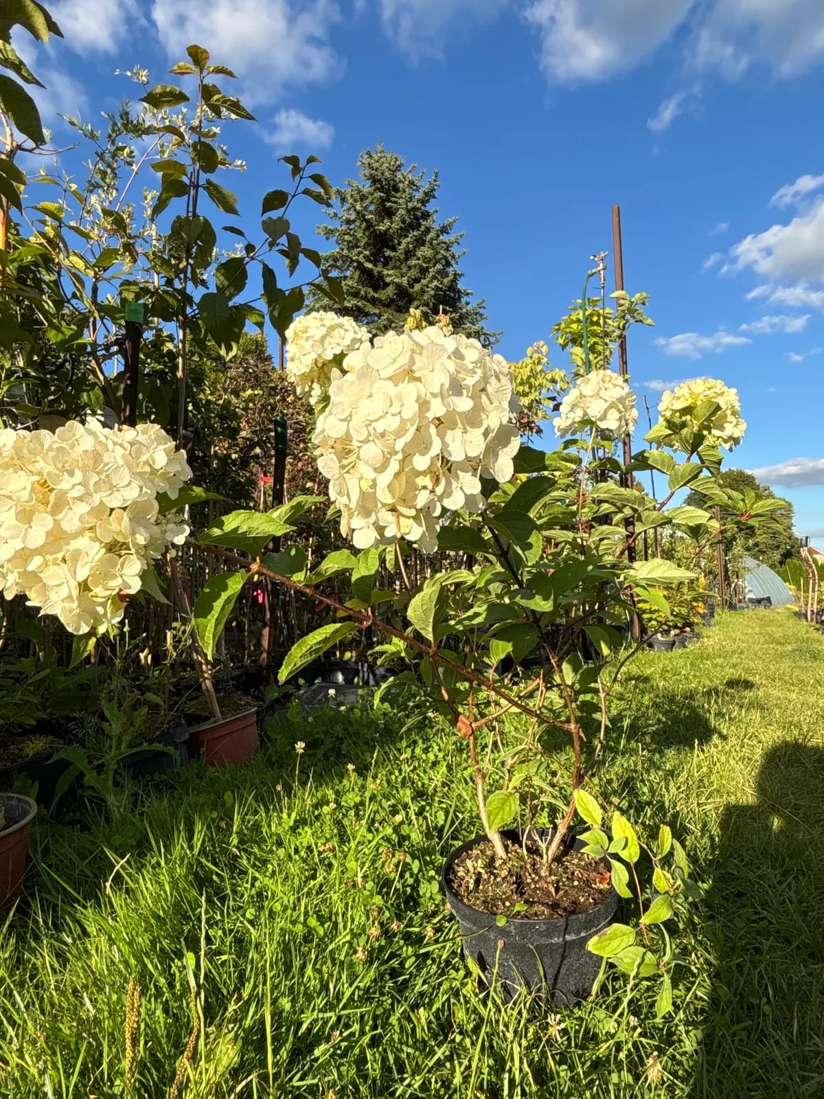 Hortensja bukietowa Diamantino (Hydrangea paniculata DIAMANTINO 'Ren101' PBR), Hortensje z produkcji Świat Roślin, zdjęcie 6