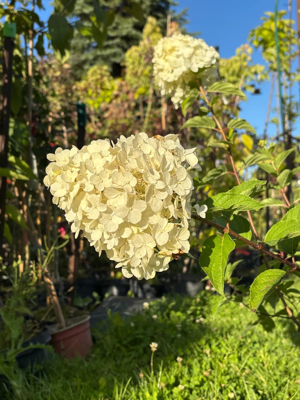 Hortensja bukietowa Diamantino (Hydrangea paniculata DIAMANTINO 'Ren101' PBR), Hortensje z produkcji Świat Roślin, zdjęcie 7