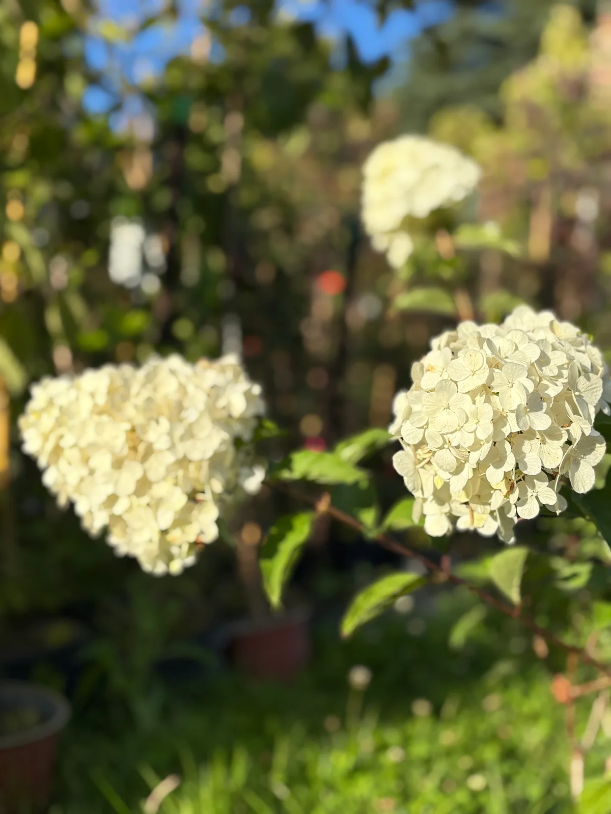 Hortensja bukietowa Diamantino (Hydrangea paniculata DIAMANTINO 'Ren101' PBR), Krzewy z produkcji Świat Roślin, zdjęcie 1