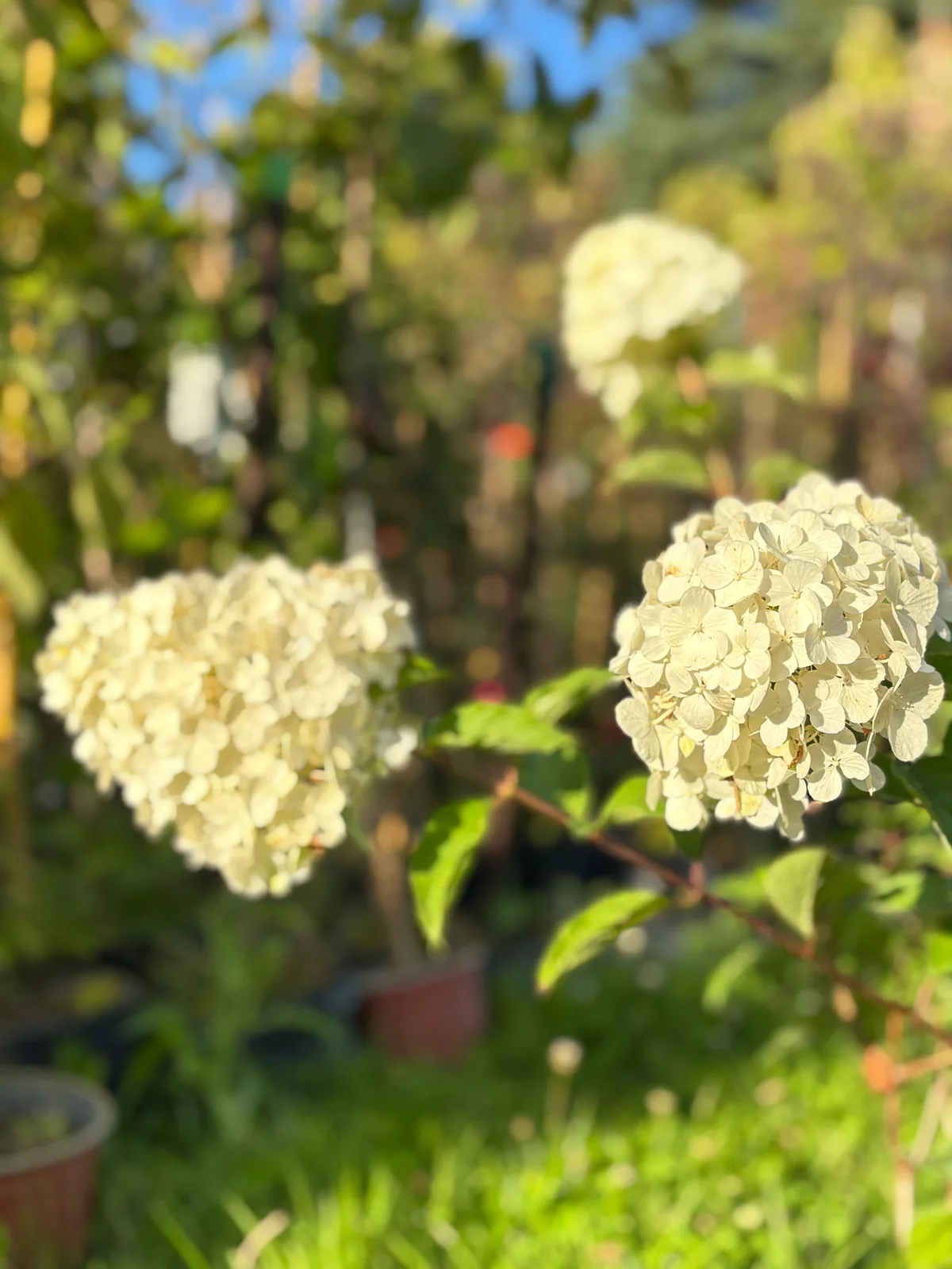 Hortensja bukietowa Diamantino – Hortensje