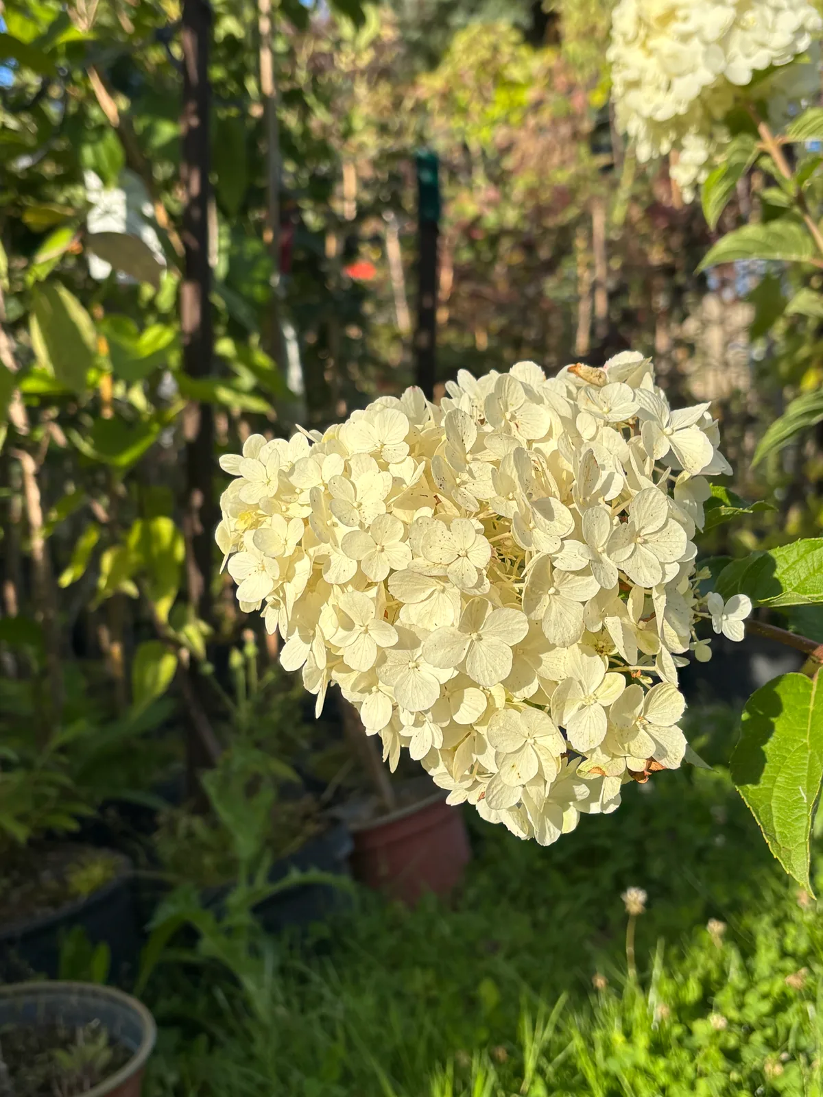 Hortensja bukietowa Diamantino (Hydrangea paniculata DIAMANTINO 'Ren101' PBR), Hortensje z produkcji Świat Roślin, zdjęcie 11