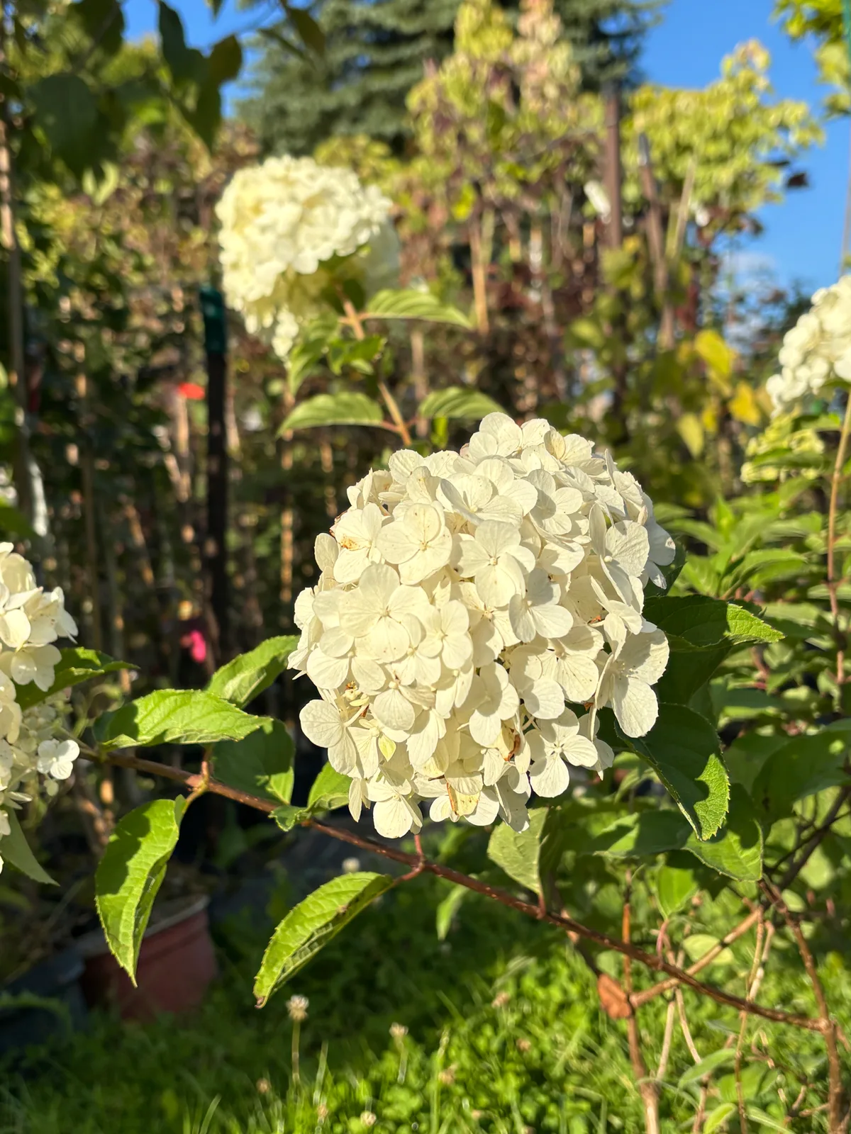 Hortensja bukietowa Diamantino (Hydrangea paniculata DIAMANTINO 'Ren101' PBR), Hortensje z produkcji Świat Roślin, zdjęcie 5
