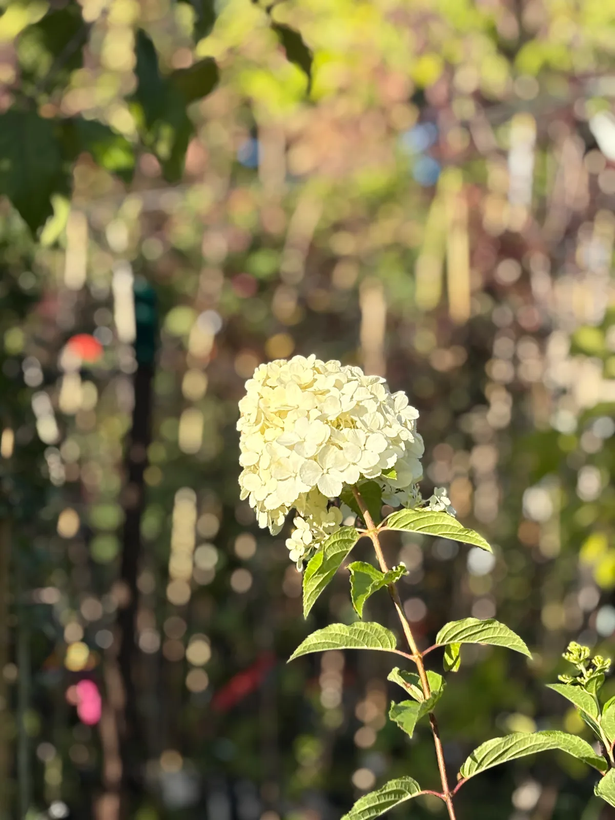 Hortensja bukietowa Diamantino (Hydrangea paniculata DIAMANTINO 'Ren101' PBR), Hortensje z produkcji Świat Roślin, zdjęcie 1