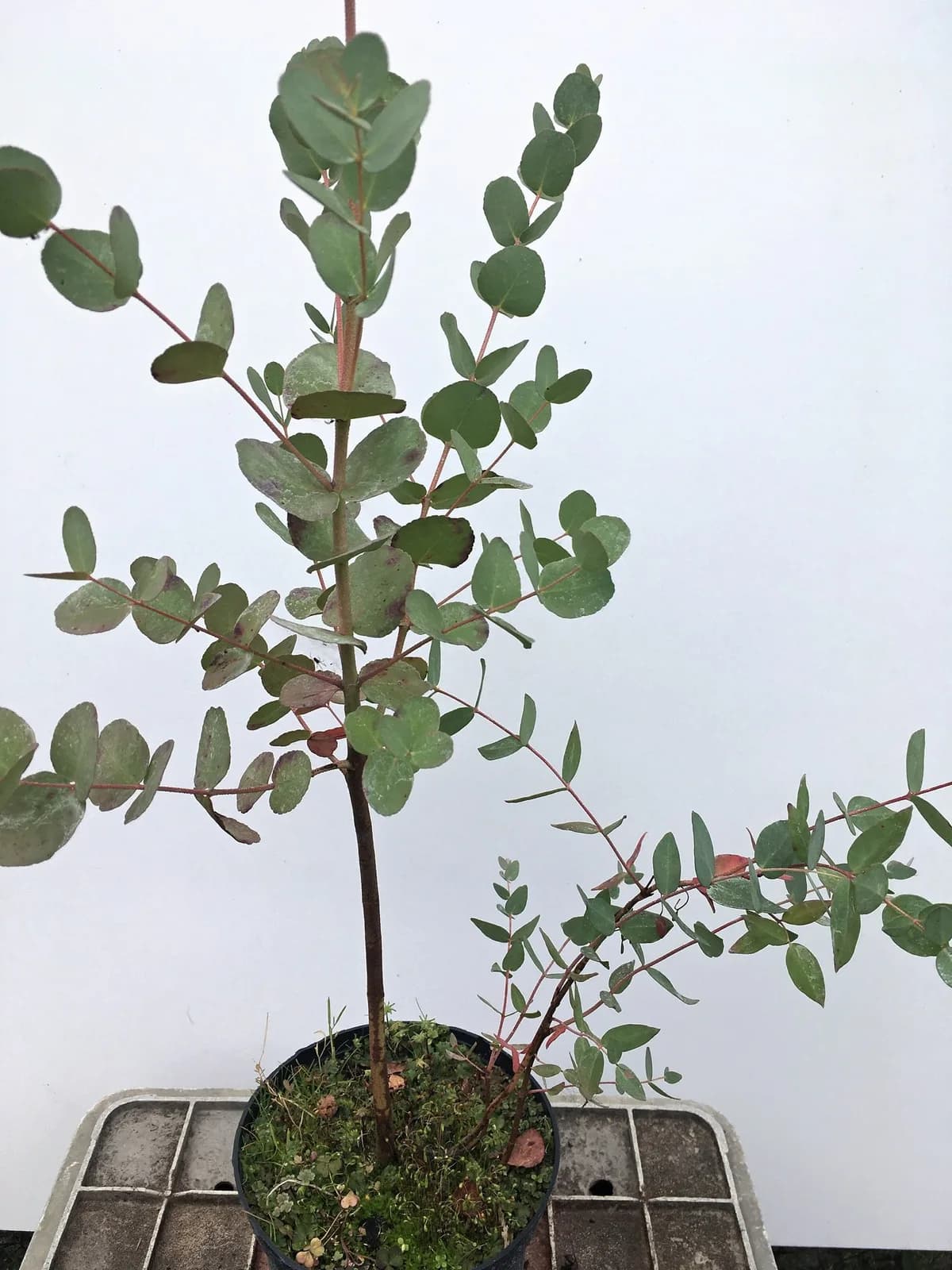 Eukaliptus Gunna (Eucalyptus gunnii), Drzewa ozdobne z produkcji Świat Roślin, zdjęcie 1