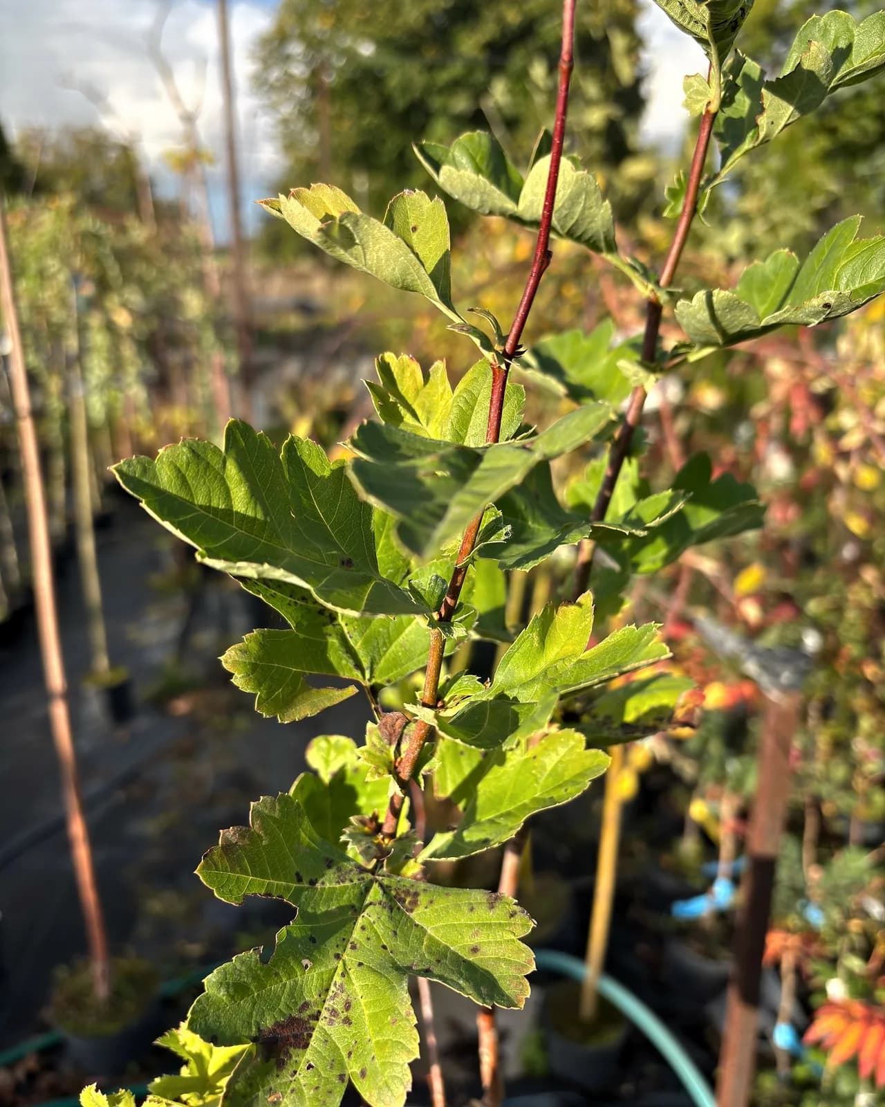Głóg pośredni Paul's Scarlet (Crataegus × media 'Paul's Scarlet'), Drzewa ozdobne z produkcji Świat Roślin, zdjęcie 3