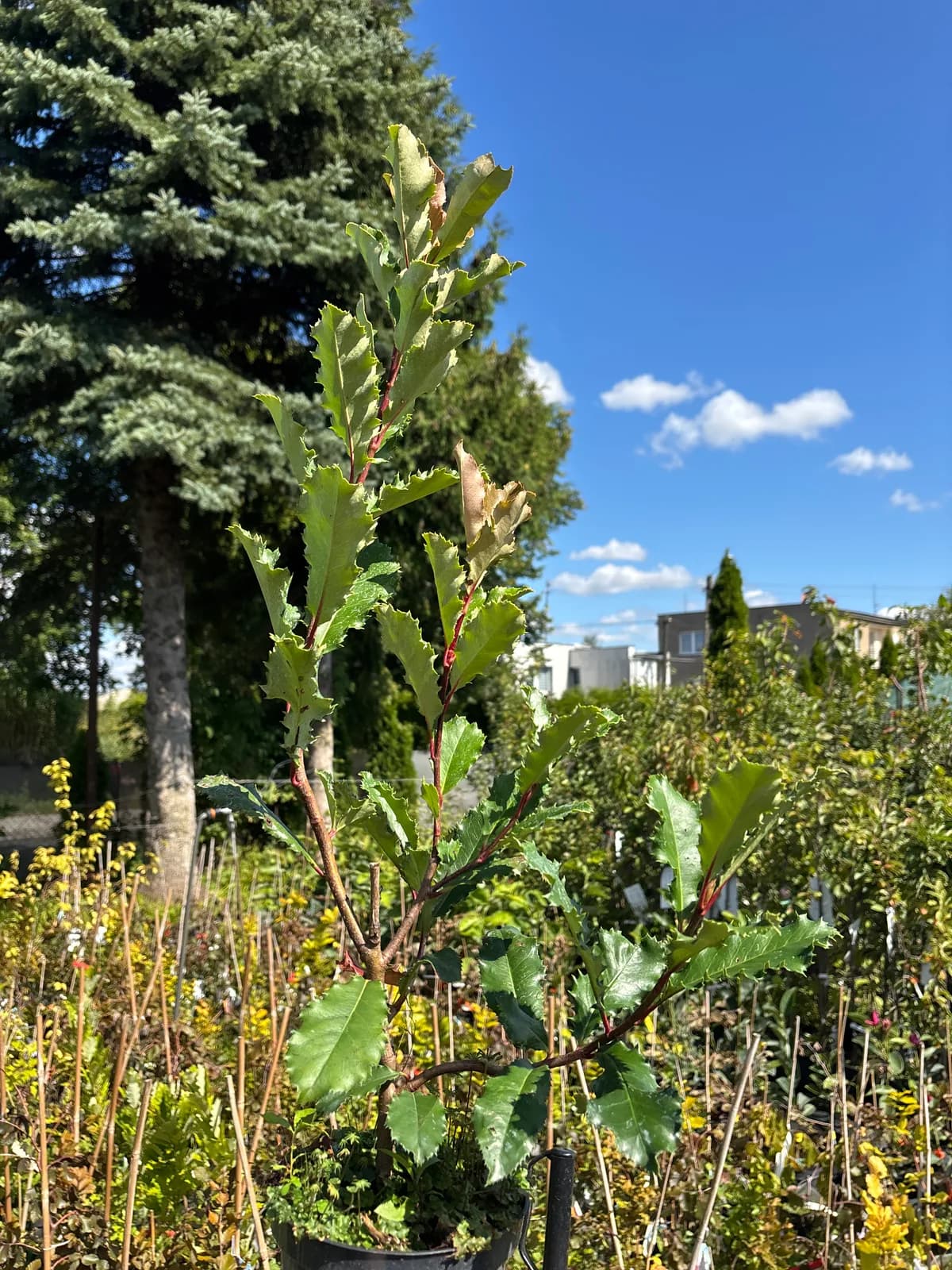 Głogownik Crunchy (Photinia serratifolia 'Rev100' CRUNCHY PBR), Głogowniki z produkcji Świat Roślin, zdjęcie 1