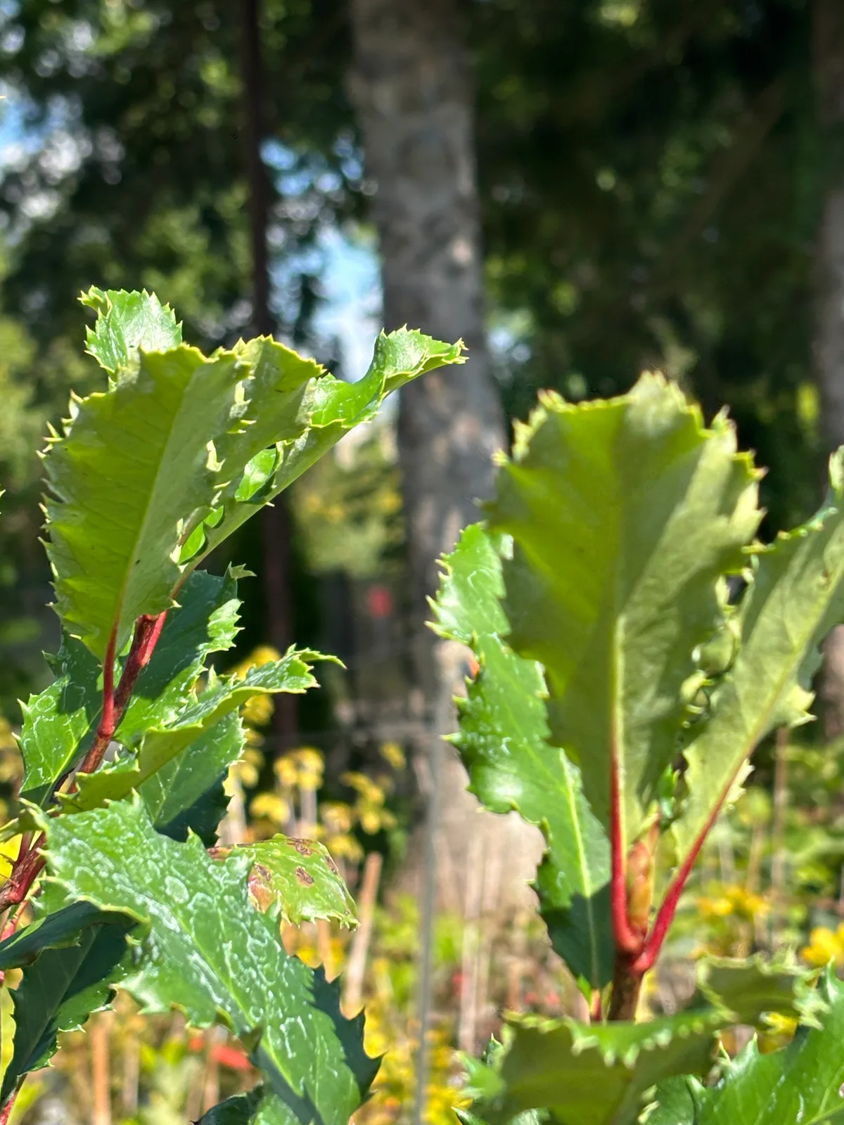 Głogownik Crunchy (Photinia serratifolia 'Rev100' CRUNCHY PBR), Głogowniki z produkcji Świat Roślin, zdjęcie 3