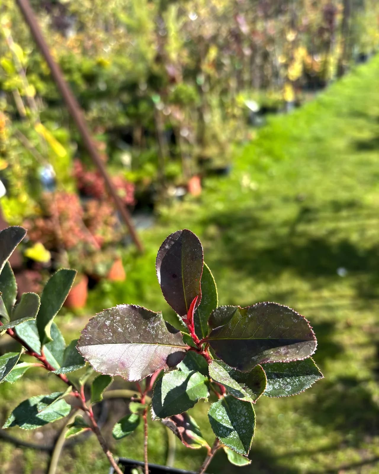 Głogownik Frasera Little Fenna (Photinia × fraseri 'Little Fenna' PBR), Głogowniki z produkcji Świat Roślin, zdjęcie 3