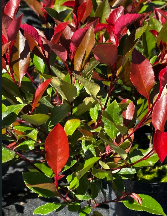 Głogownik Frasera Little Red Robin (Photinia × fraseri 'Little Red Robin'), Głogowniki z produkcji Świat Roślin, zdjęcie 5