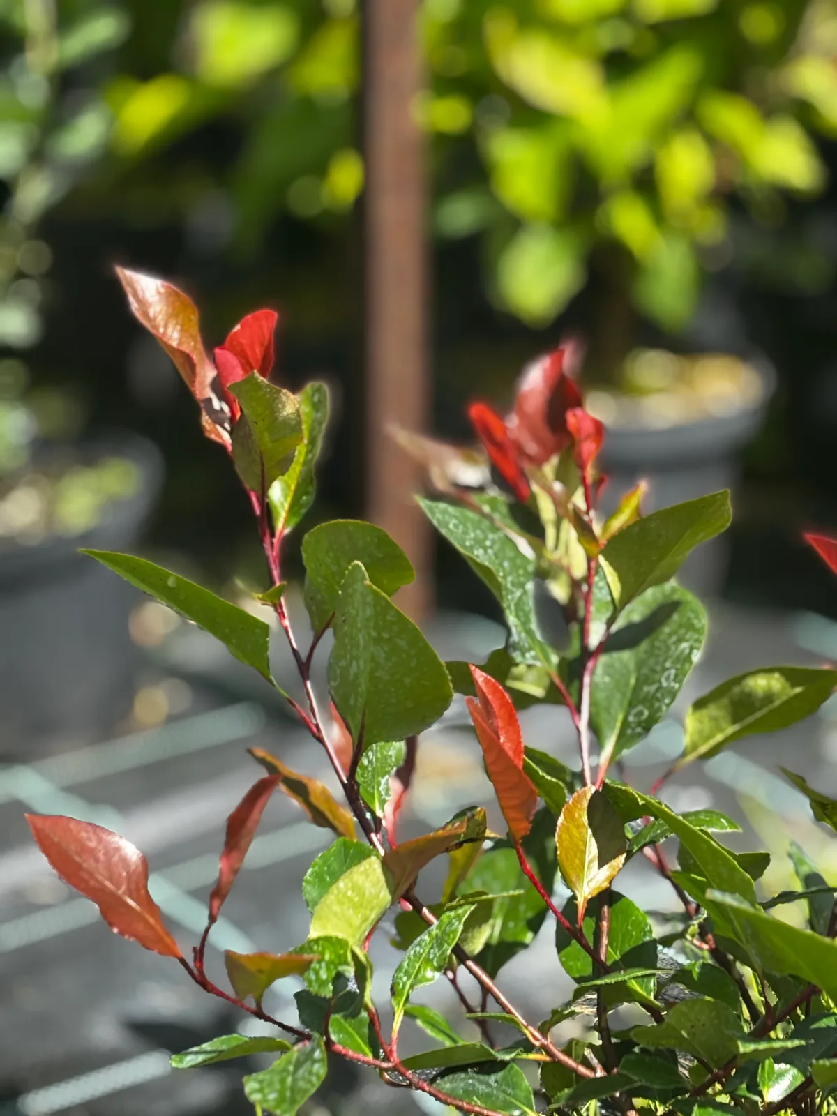 Głogownik Frasera Little Red Robin (Photinia × fraseri 'Little Red Robin'), Głogowniki z produkcji Świat Roślin, zdjęcie 3