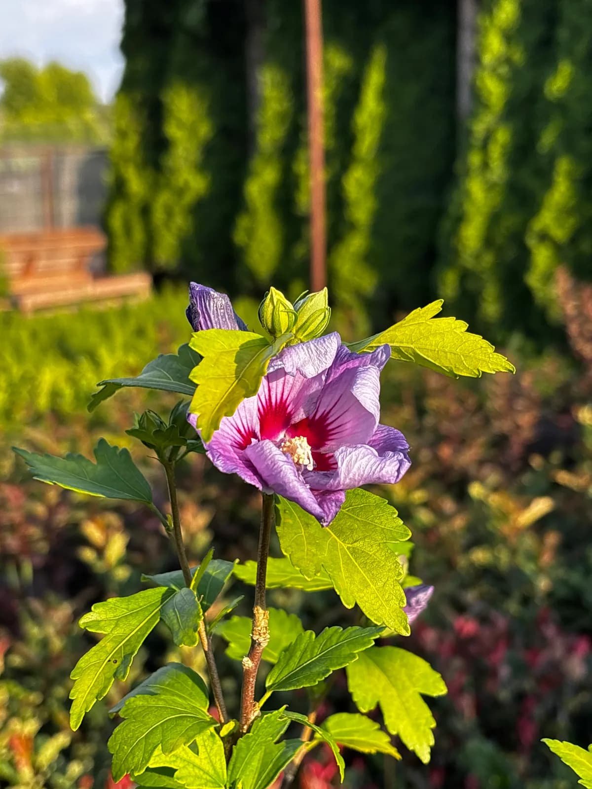 Hibiskus 'Blue Chiffon' – Krzewy ozdobne