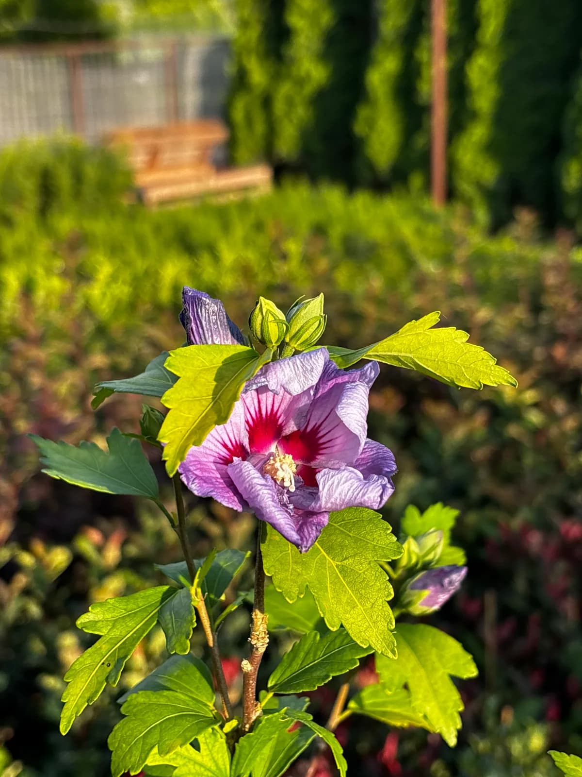 Hibiskus 'Blue Chiffon' (Hibiscus syriacus BLUE CHIFFON 'Notwood3' PBR), Krzewy ozdobne z produkcji Świat Roślin, zdjęcie 1