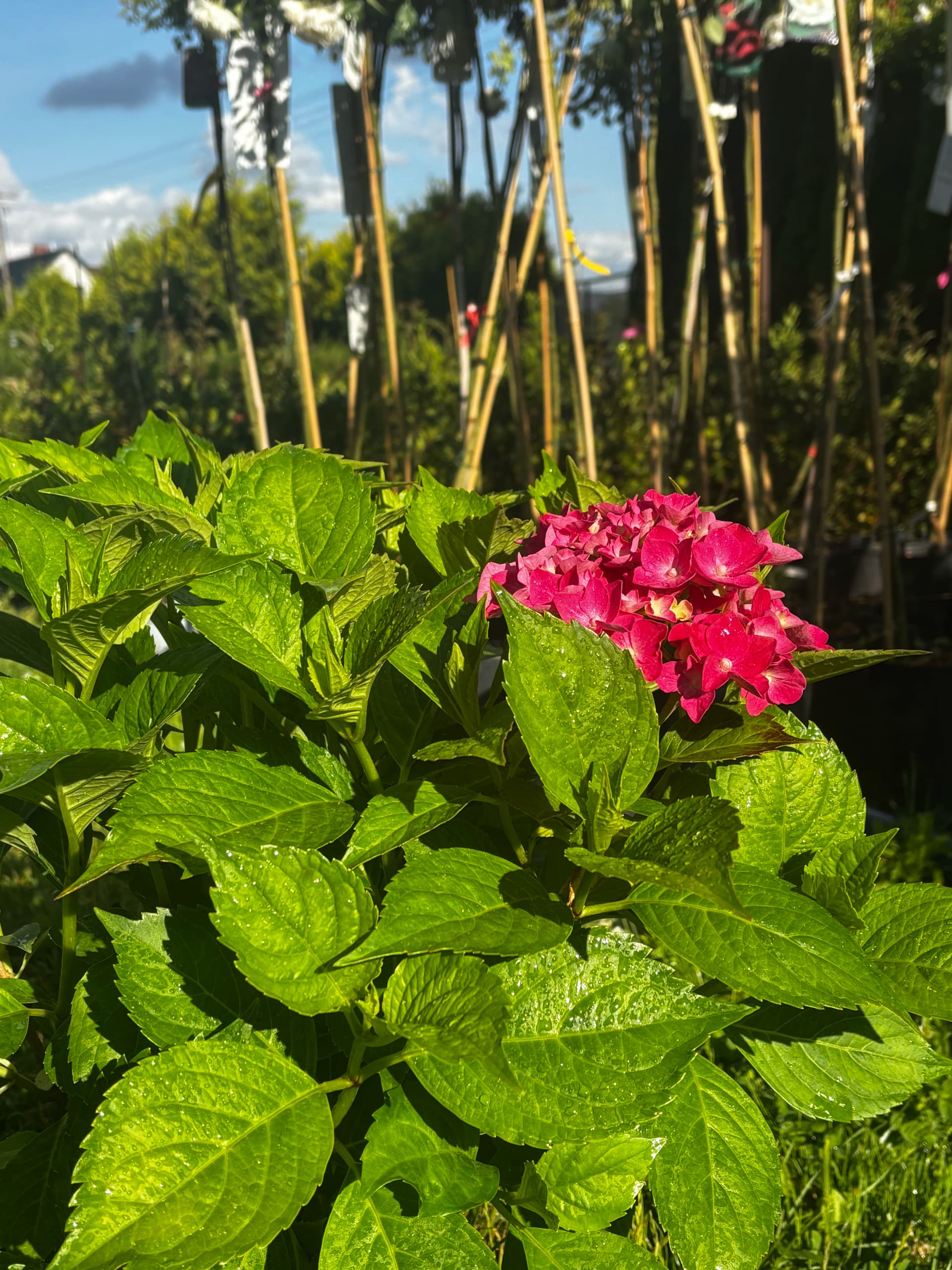 Hortensja ogrodowa Masja z bliska