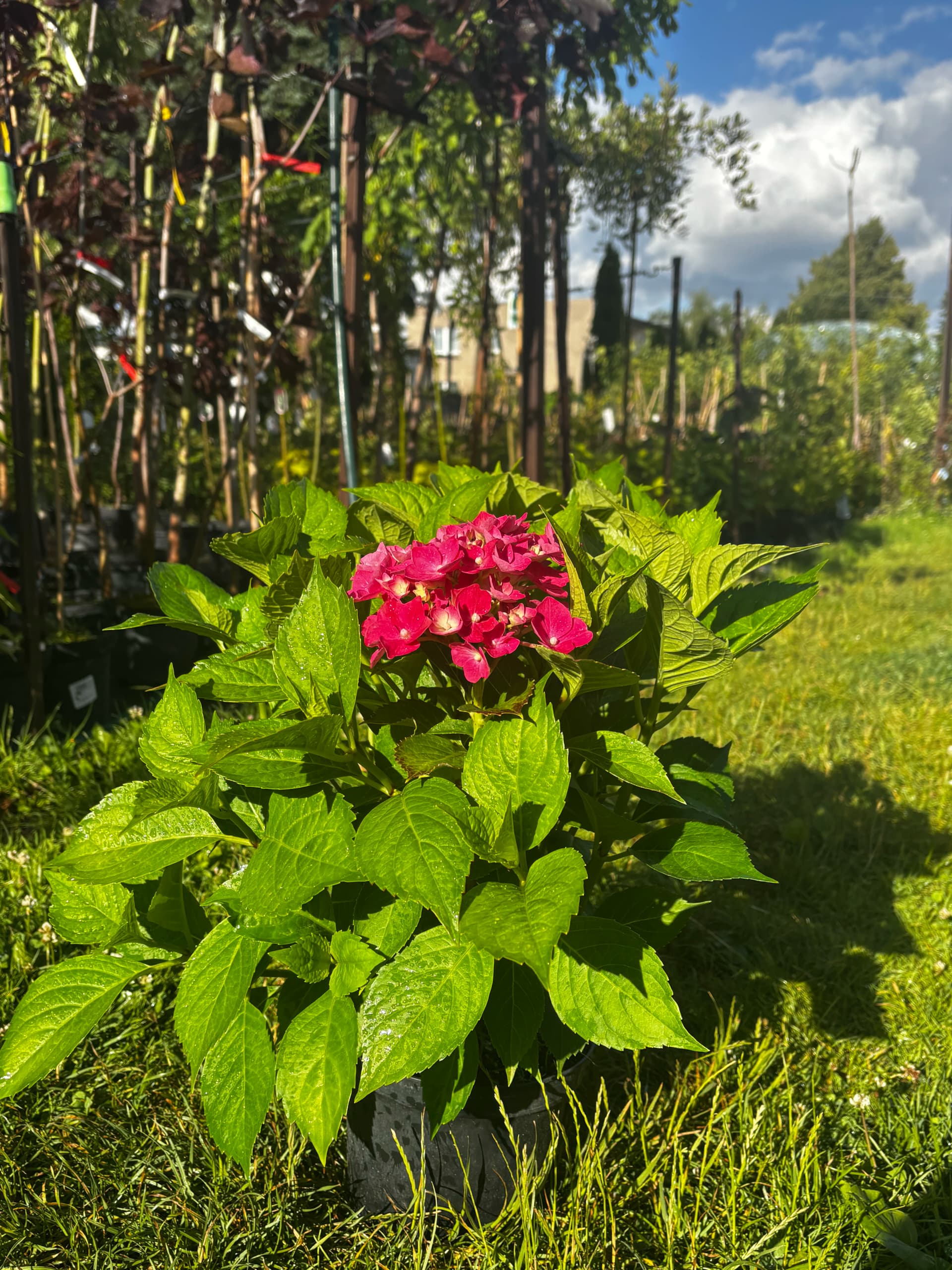 Hortensja ogrodowa Masja (Hydrangea macrophylla 'Masja'), Hortensje z produkcji Świat Roślin, zdjęcie 5
