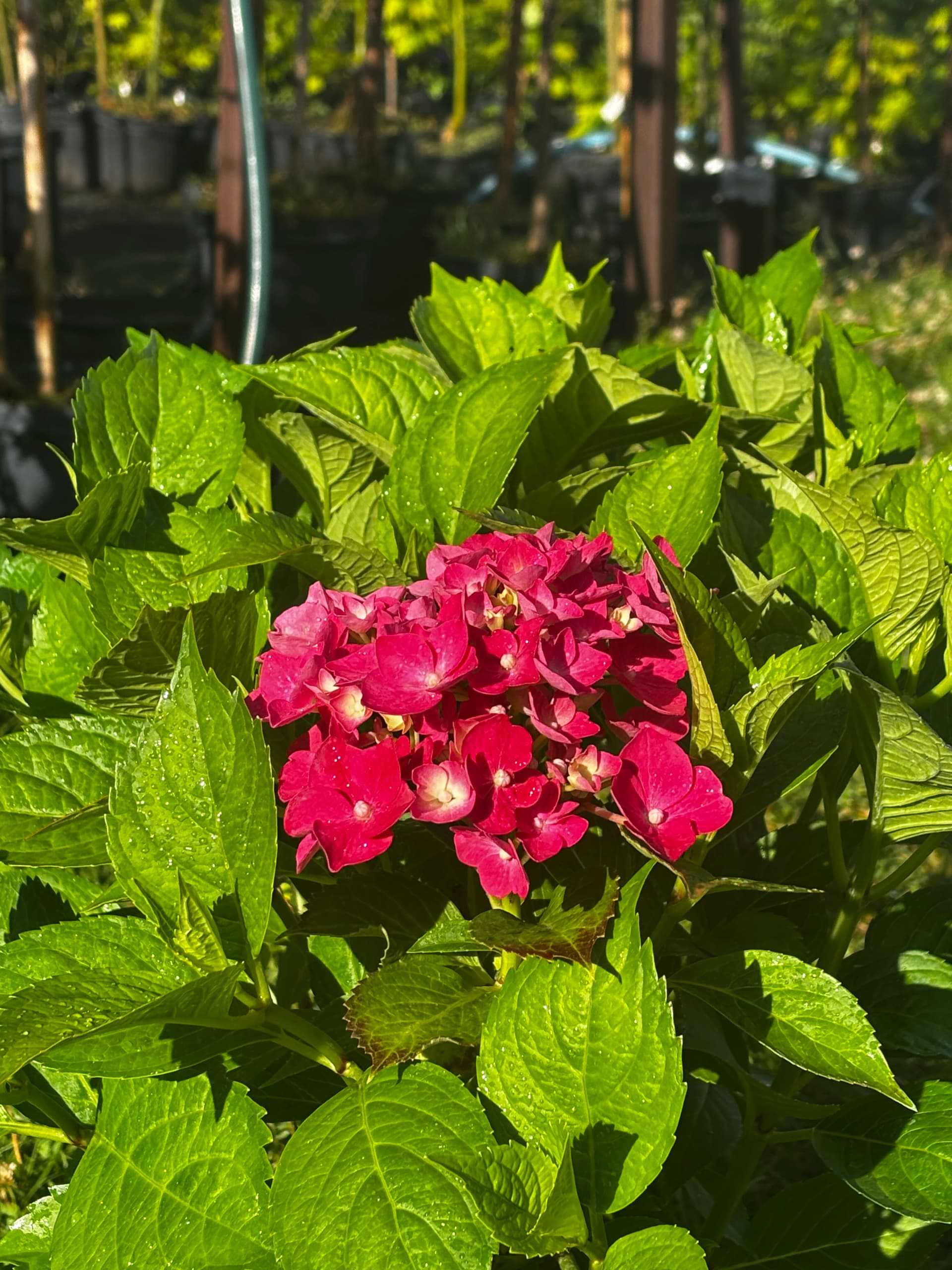 Hortensja ogrodowa Masja – Hortensje
