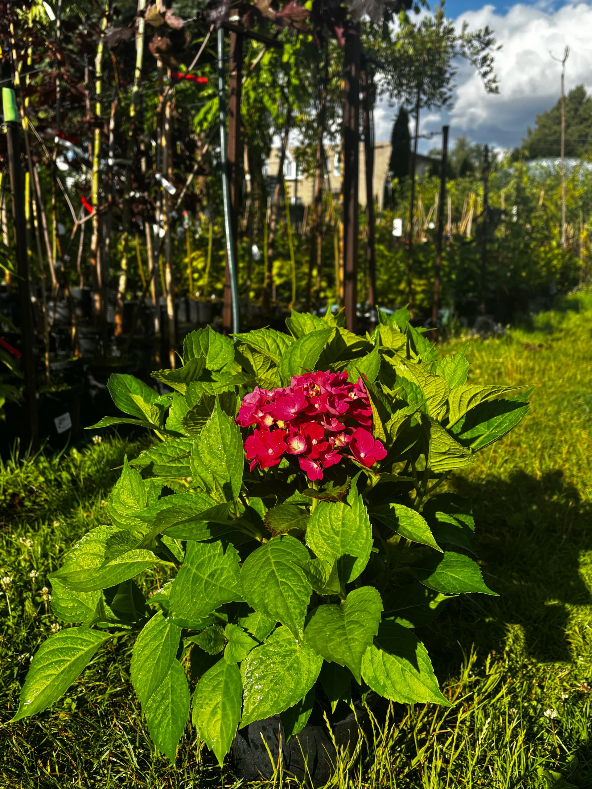 Hortensja ogrodowa Masja (Hydrangea macrophylla 'Masja'), Hortensje z produkcji Świat Roślin, zdjęcie 3